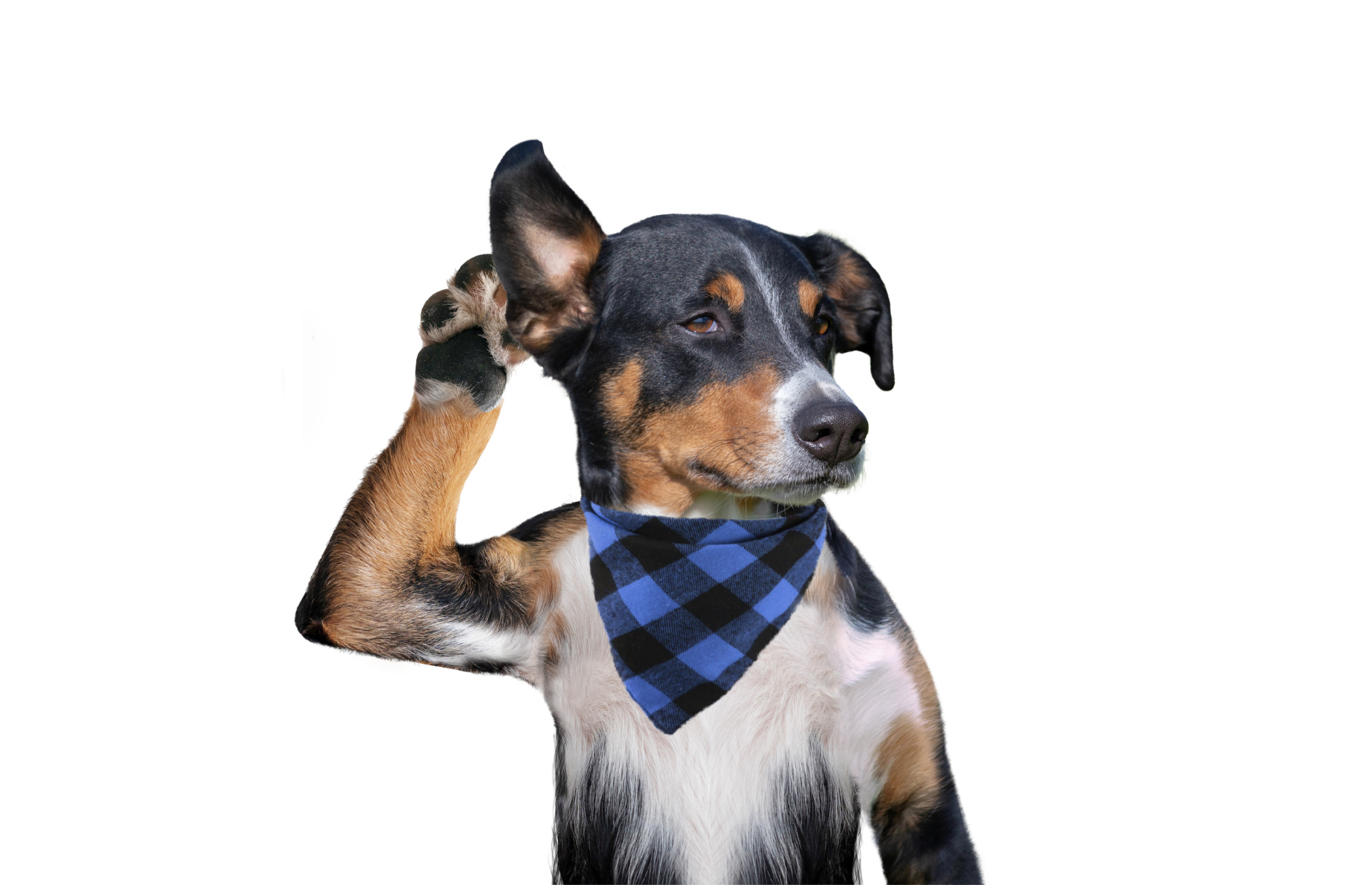 Bless Your Headlines: Your Dog Is Listening—and Judging You Image