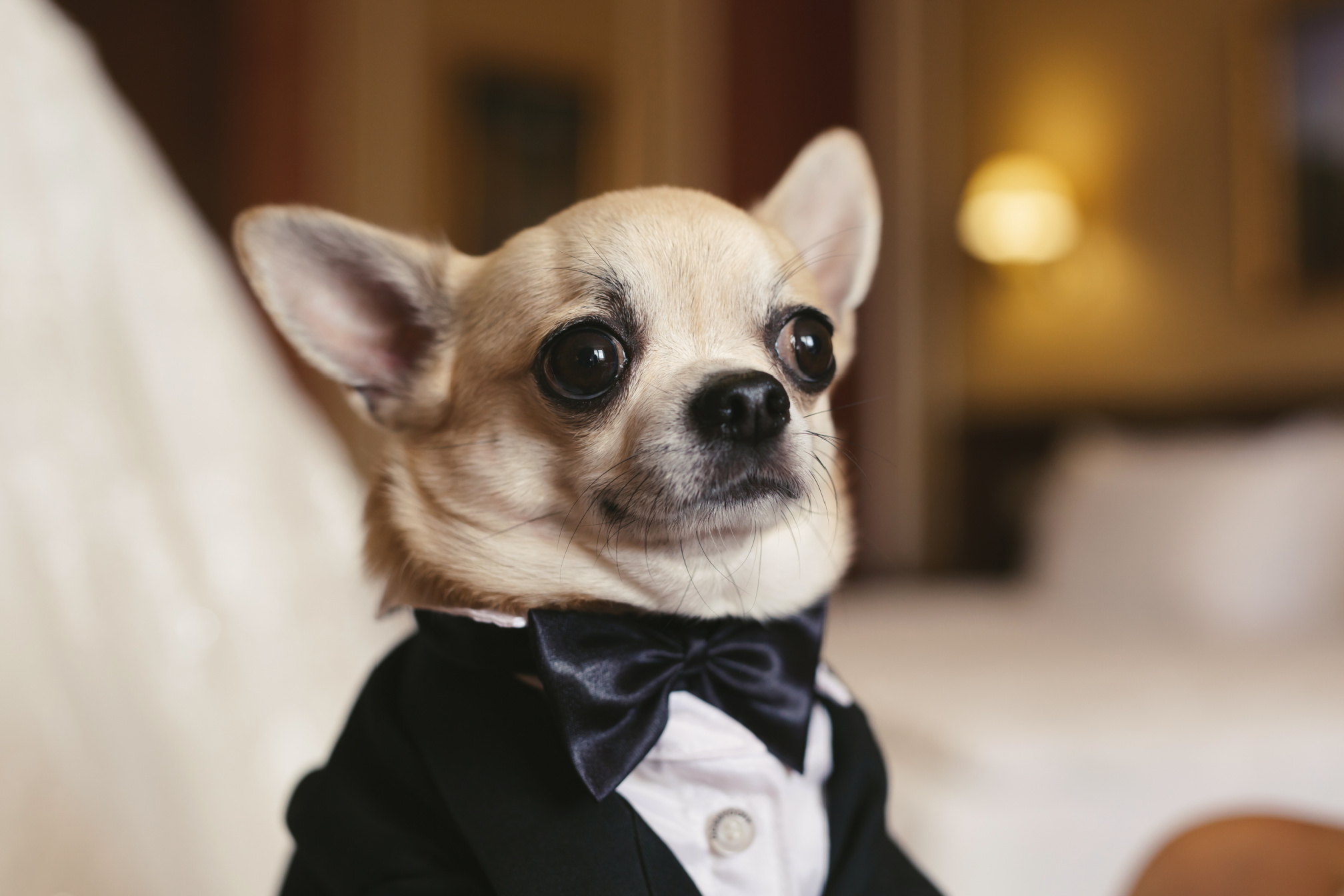 Wedding Goes to the Dogs — And the Internet Loves It