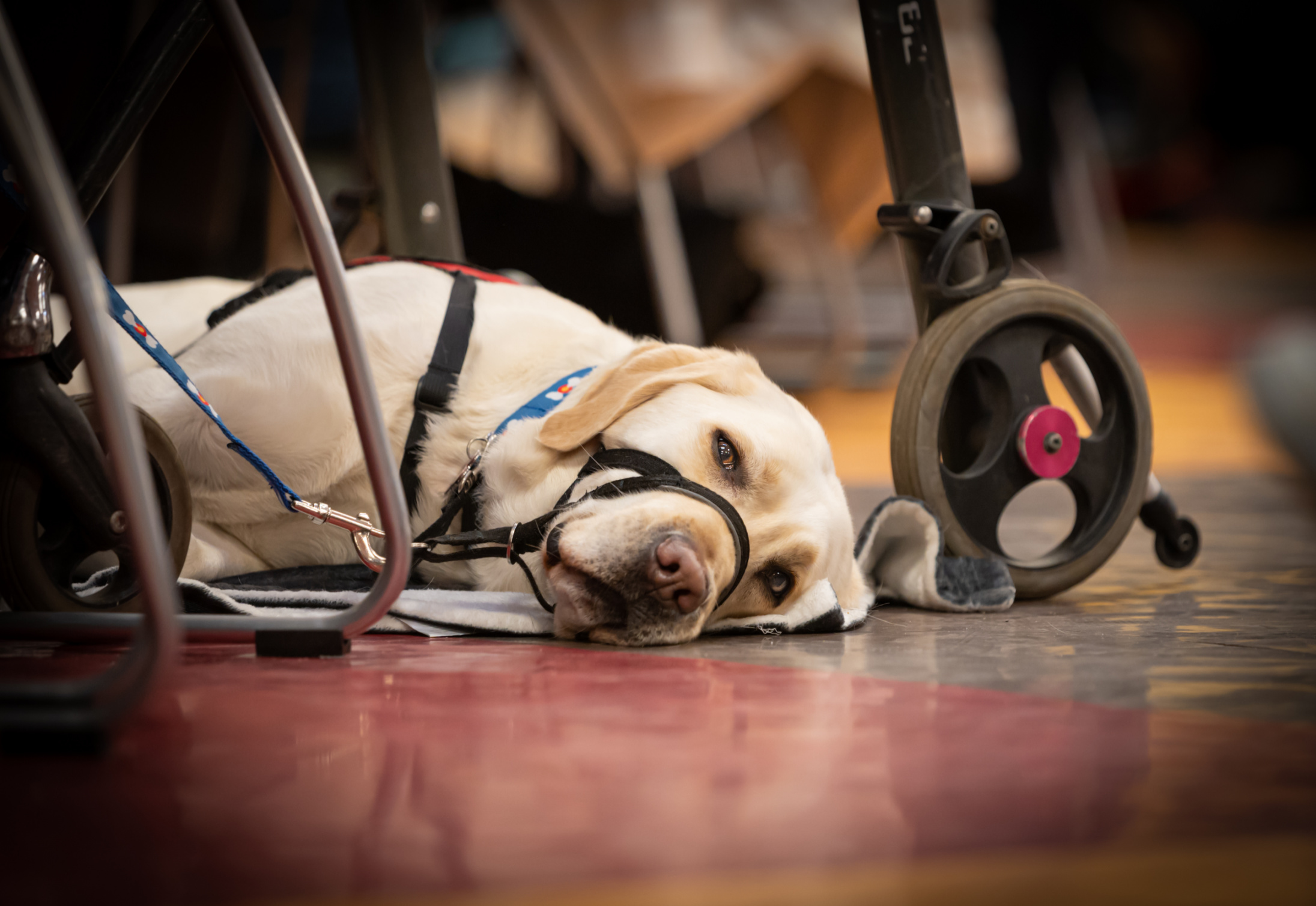 Therapy Dogs Offer Hope in Nashville