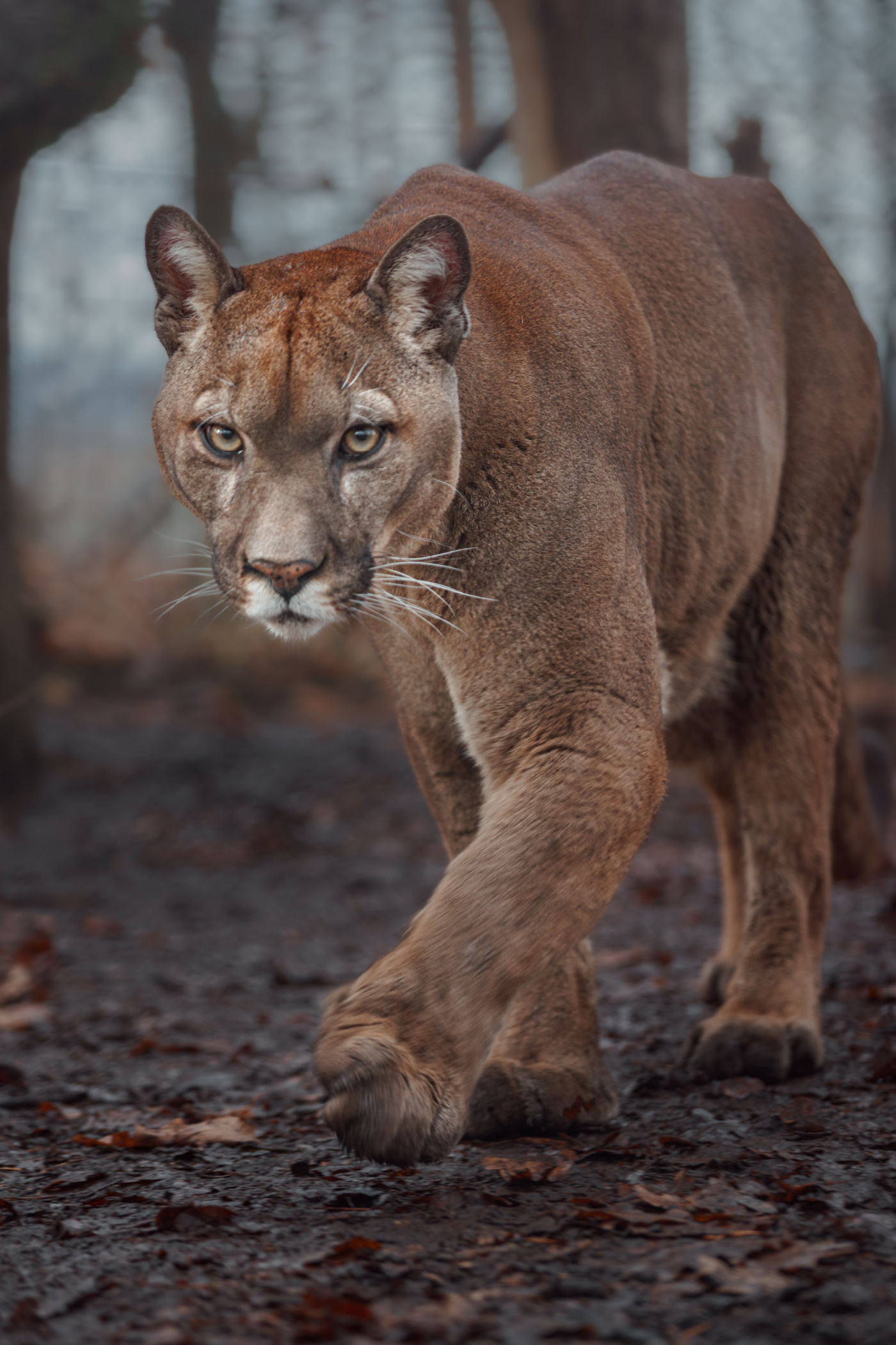 A Mountain Lion Walks Into Pacific Heights… Seriously Image