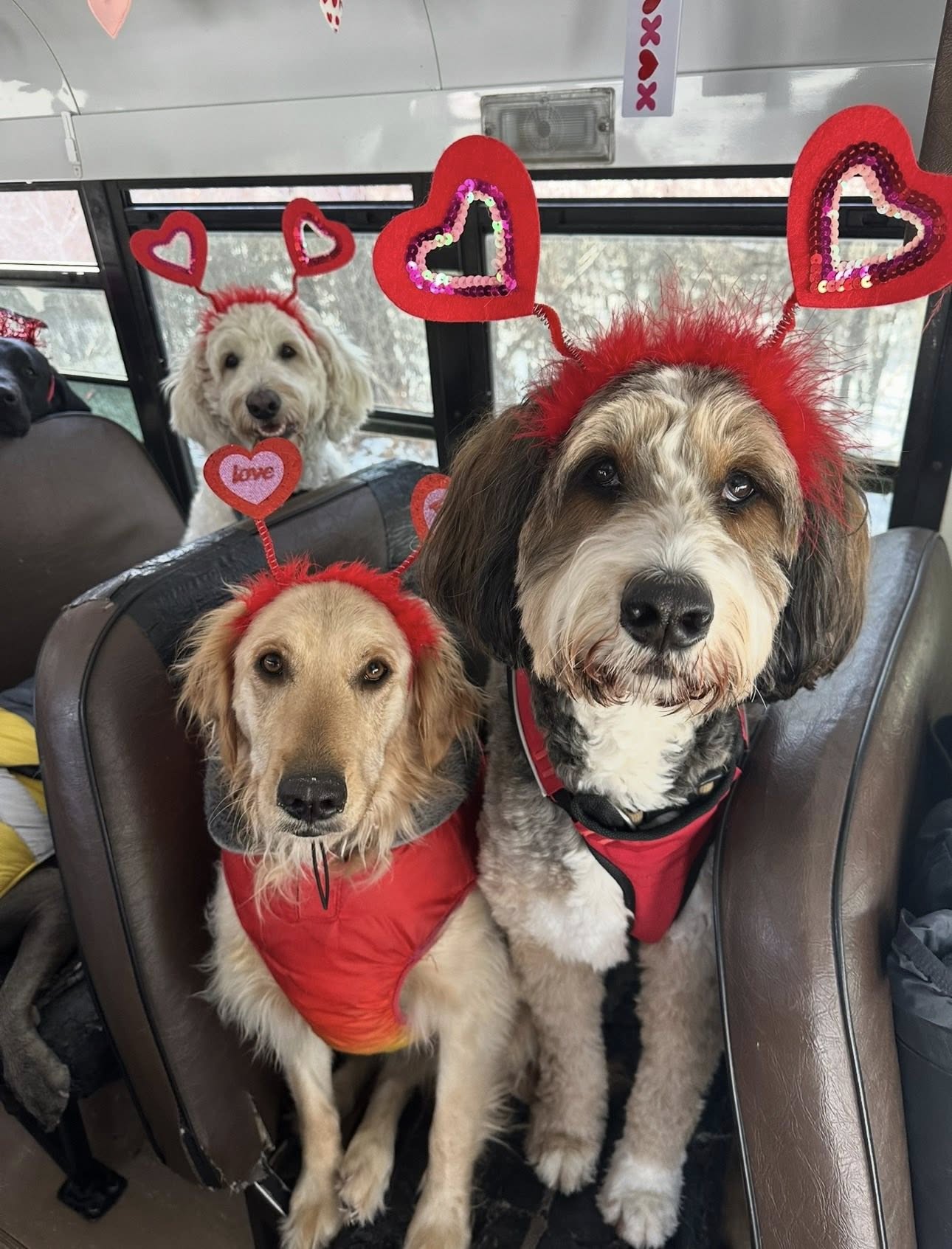 Bus Full of Dogs Nails Valentine’s Day Photo