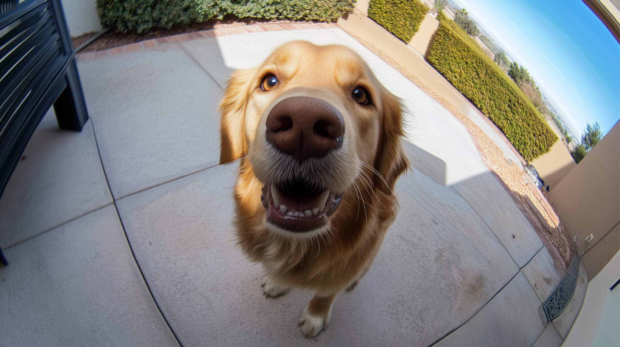 Ring Doorbell AI Reunites Nearly 100 Missing Pets
