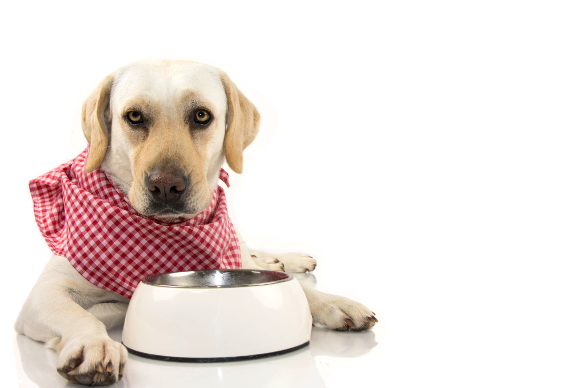 Why Your Dog’s Diet Matters More Than You Think Image