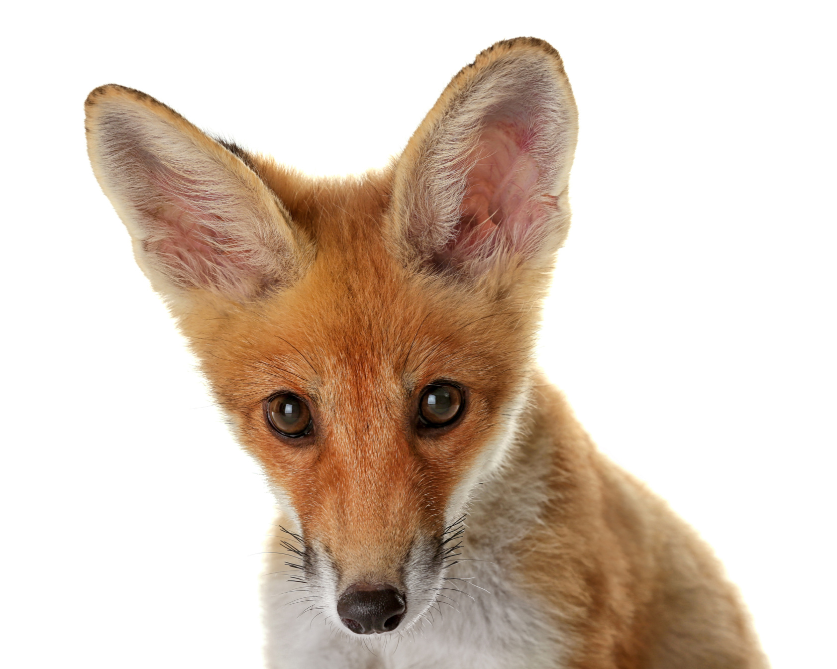 Fox Takes the Scenic Route to New York Image