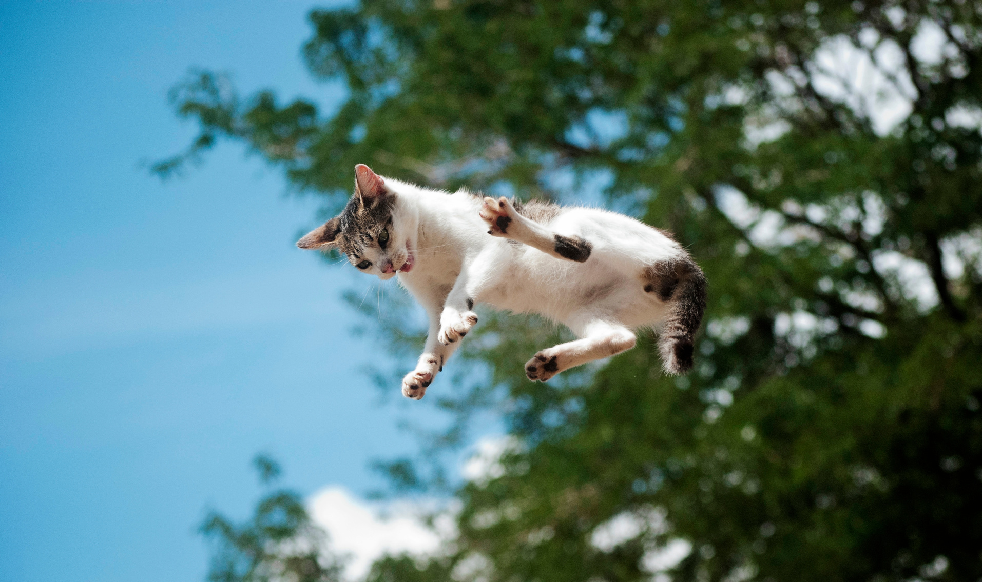 New Study Explains Why Cats Almost Always Land on Their Feet Image