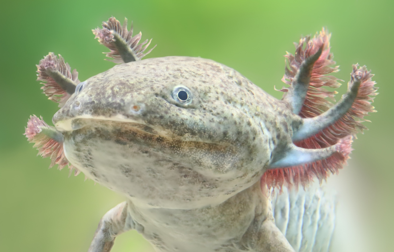 Axolotl Rescue Takes in “Cheese Babes” in Need