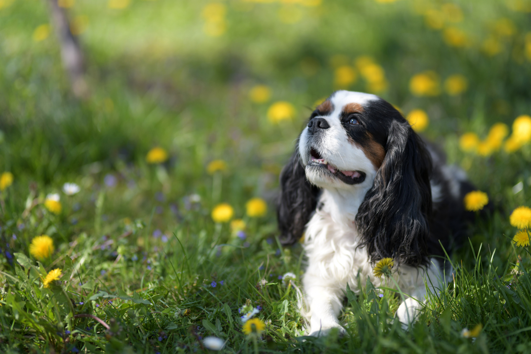 Sabalenka Says New Puppy Is Helping Her Stay Calm on the Court Image