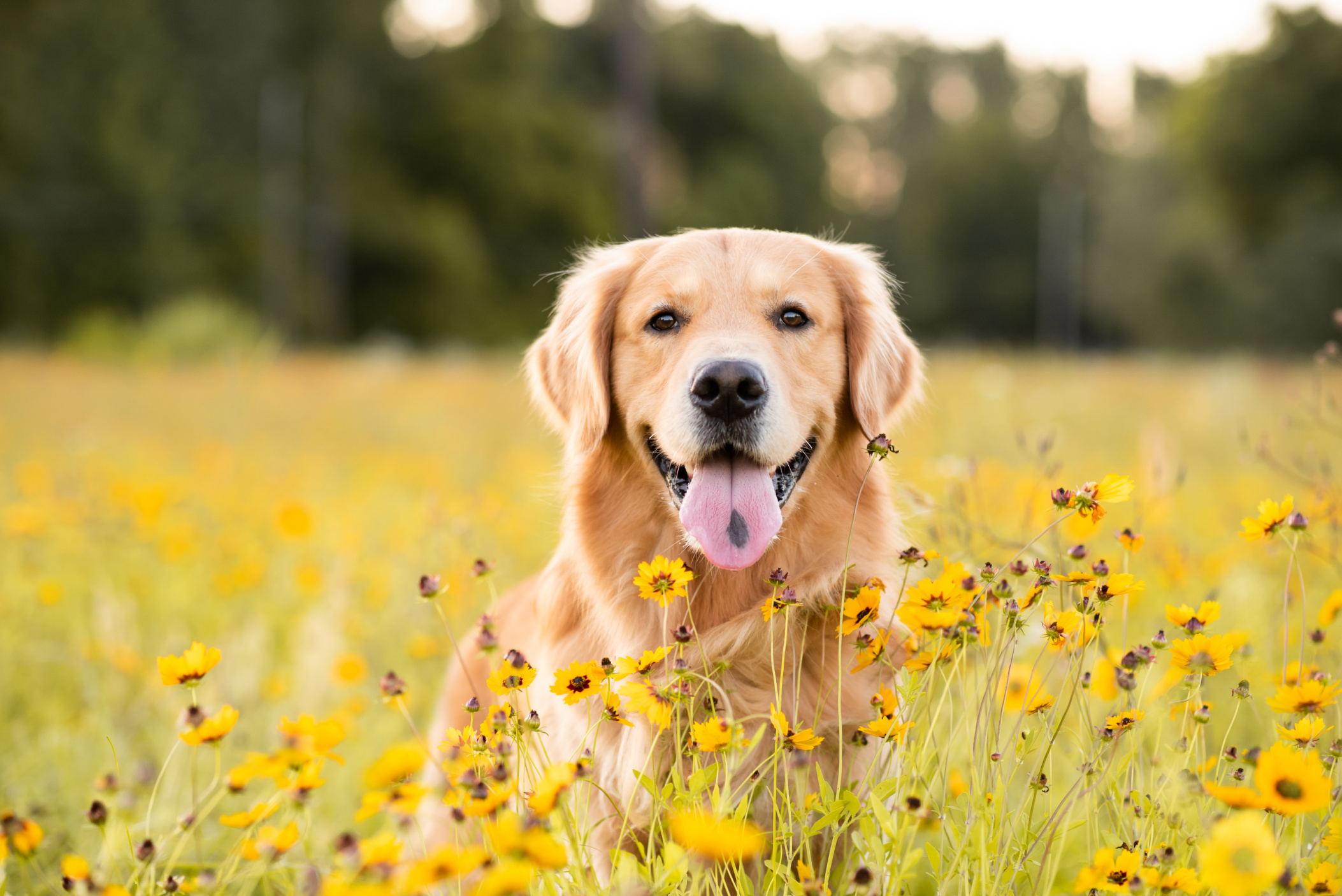 Golden Retriever’s Joyful Morning Greeting Melts Hearts Online