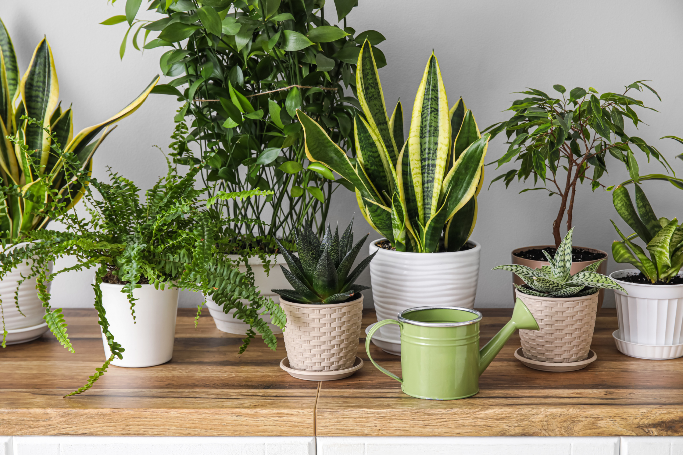 Retired Engineer Turns Plants Into Acts of Kindness