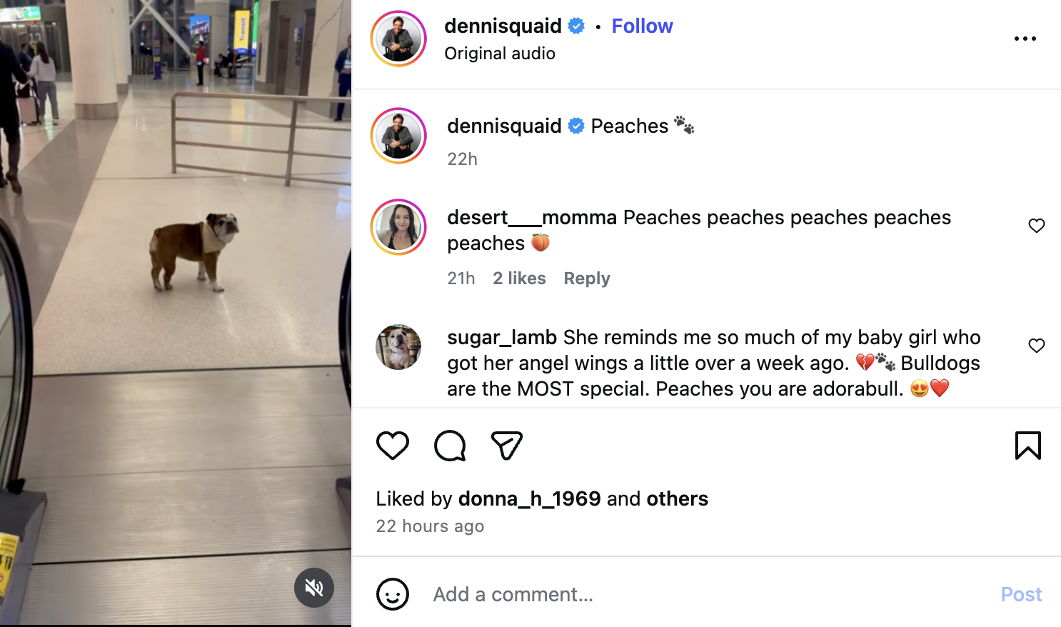 Peaches the Bulldog Steals Dennis Quaid’s Interview