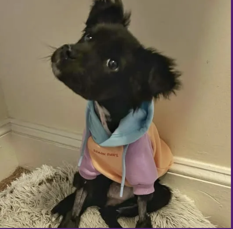 Clementine’s Comeback: From Near Death to a Story of Strength Image