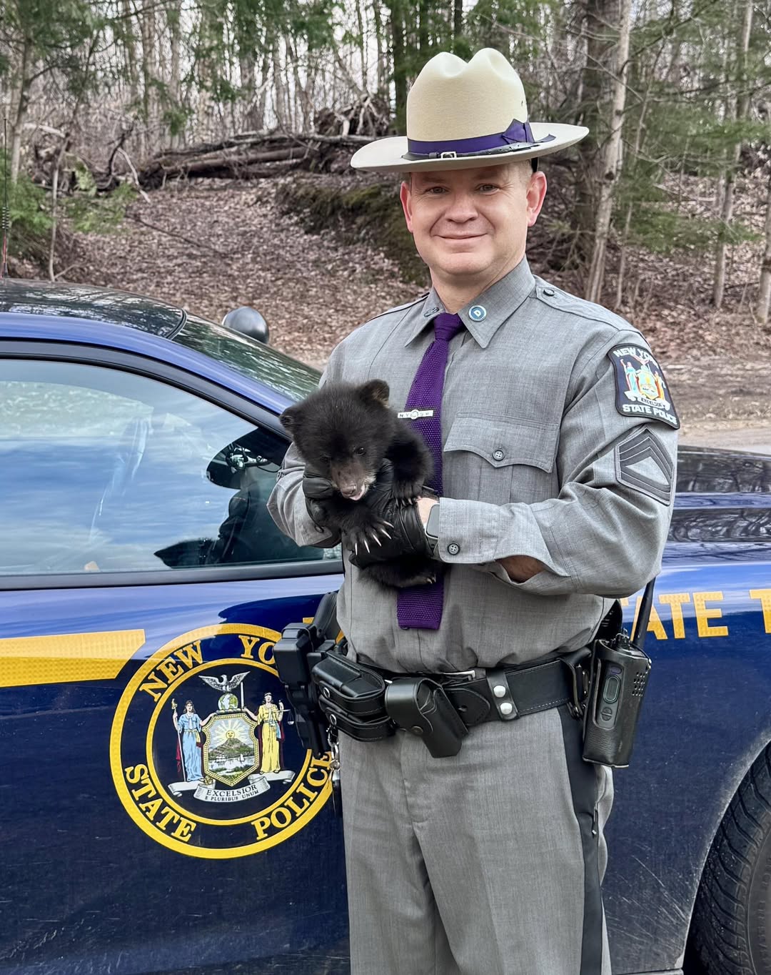 A “Bear-y” Unexpected Traffic Stop in New York Image