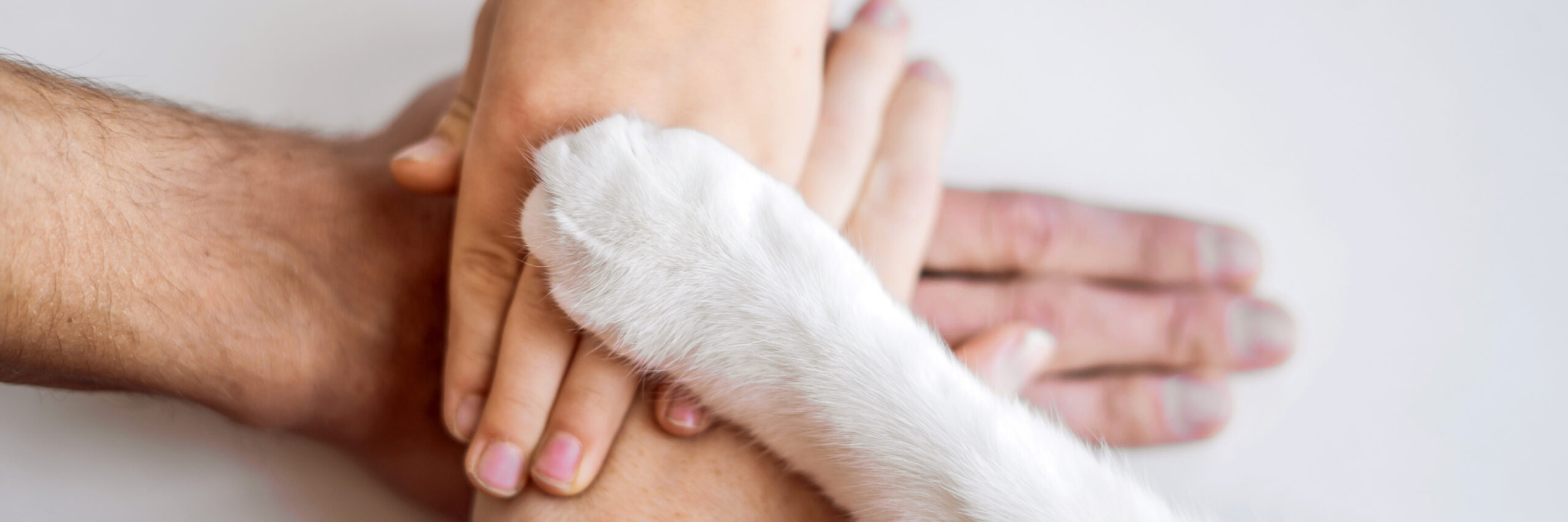 Indiana Cracks Down on Severe Animal Abuse Image