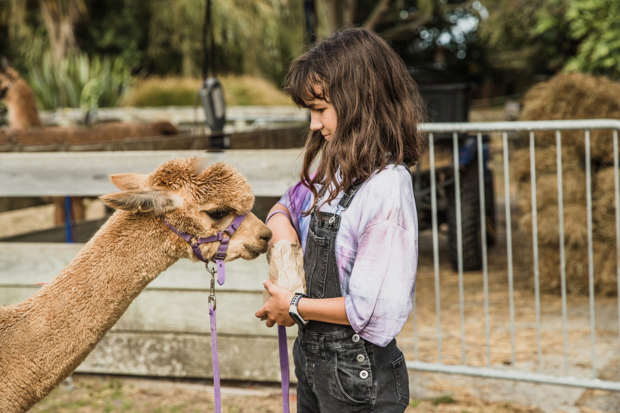 Living Civics: Lessons from an Alpaca Farm in Northern Virginia Image