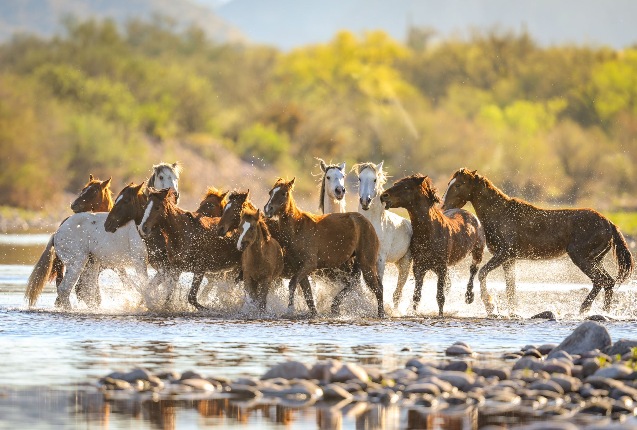 Effort Underway to Study and Safeguard Salt River Horse Herd Image