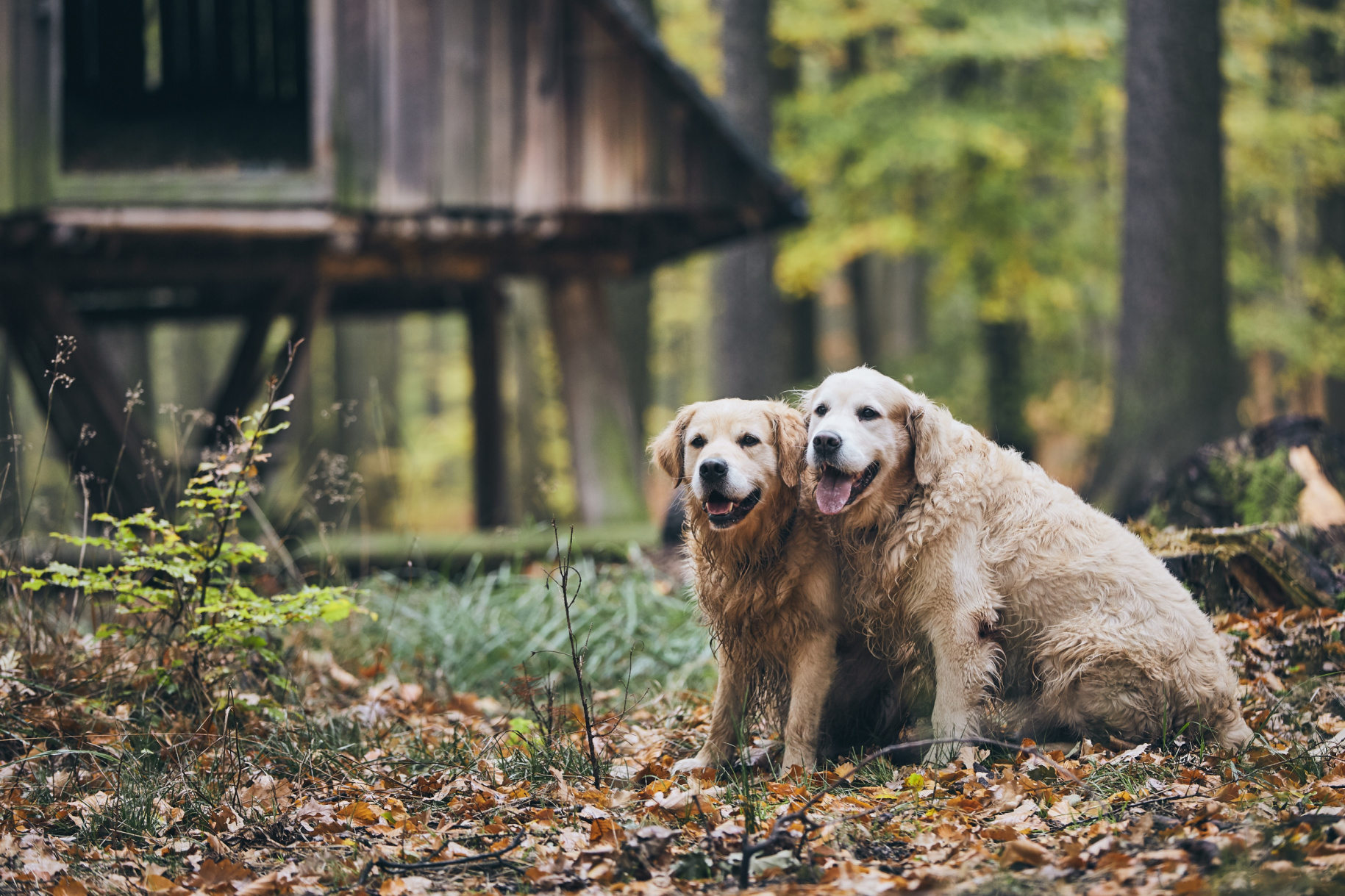 What Our Dogs Teach Us About Loyalty in a Disposable World Image