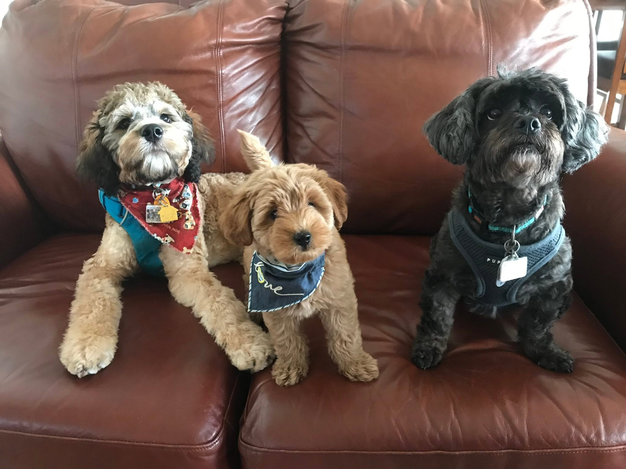 The Endless Loyalty and Love of a Dog Image
