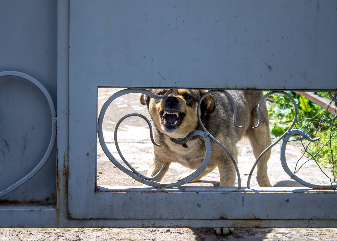 USPS Pushes Bite Prevention Image