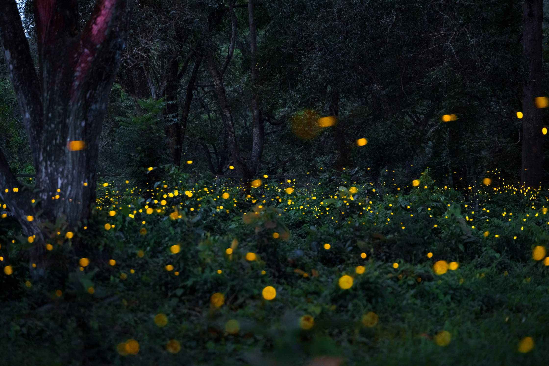 The Amazing Science of Fireflies Image