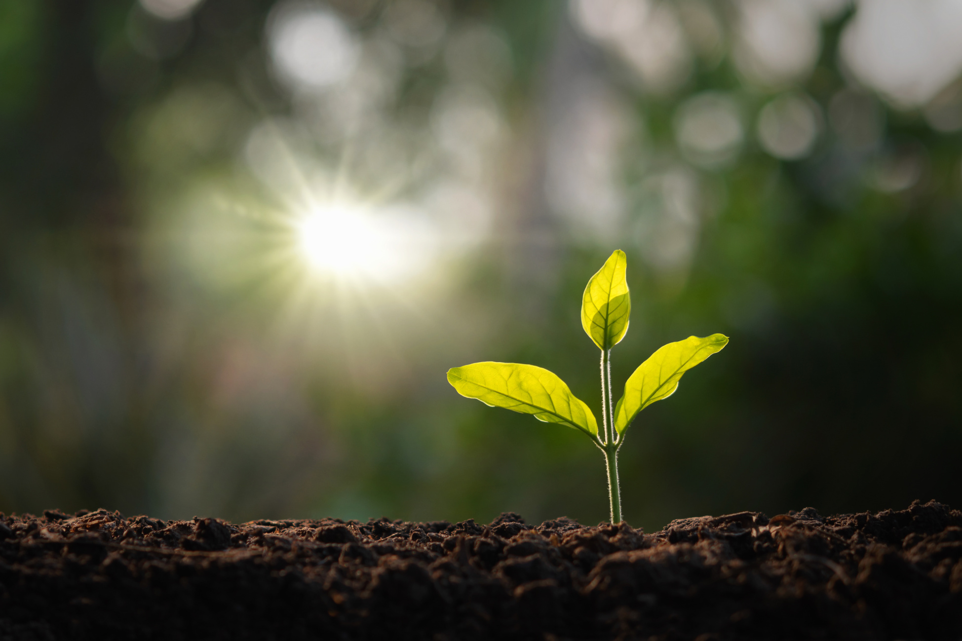 Idaho Students Grow Kindness One Plant at a Time