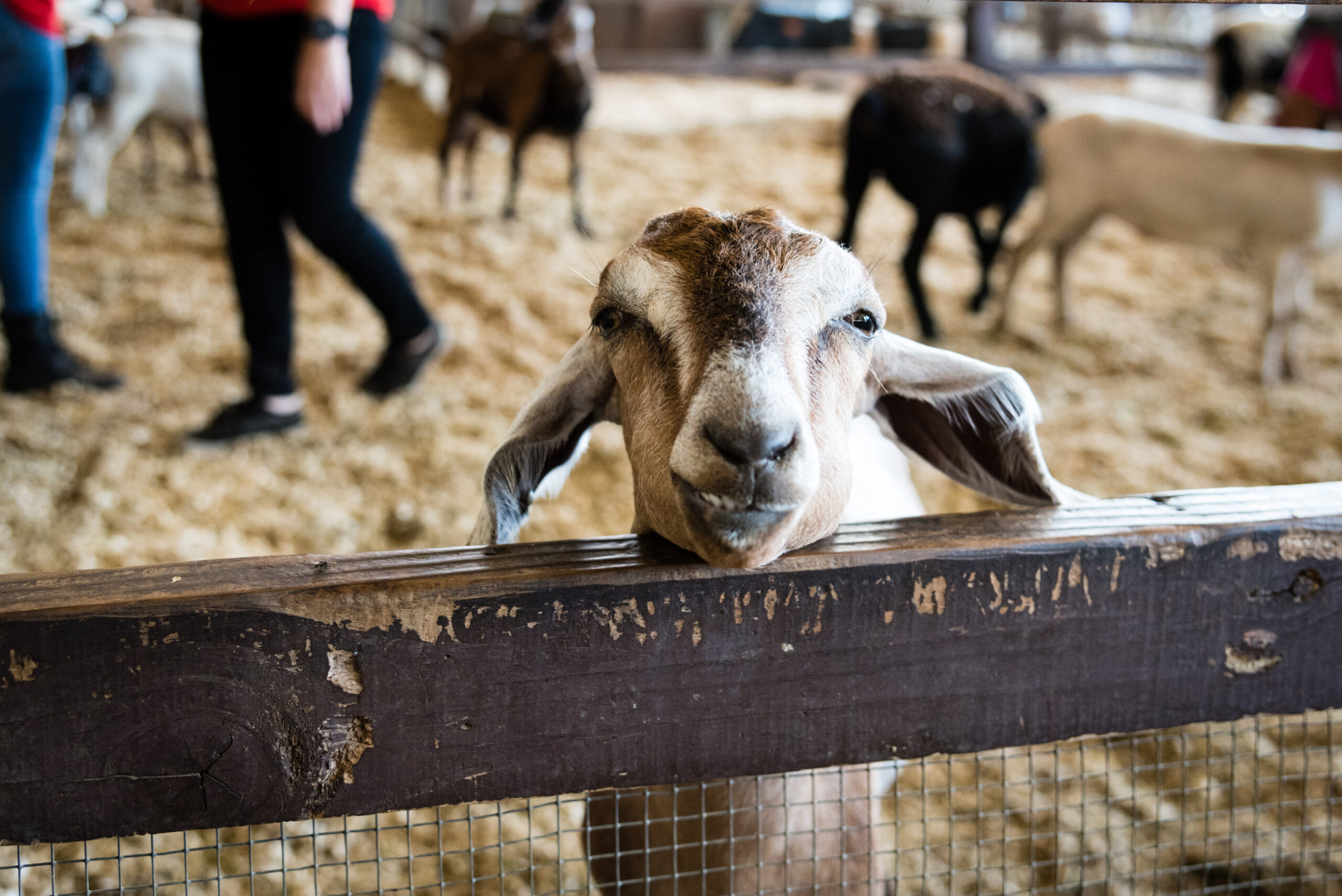 Rep. Beau Baird Appointed Chair of Indiana State Fair Commission Advisory Committee
