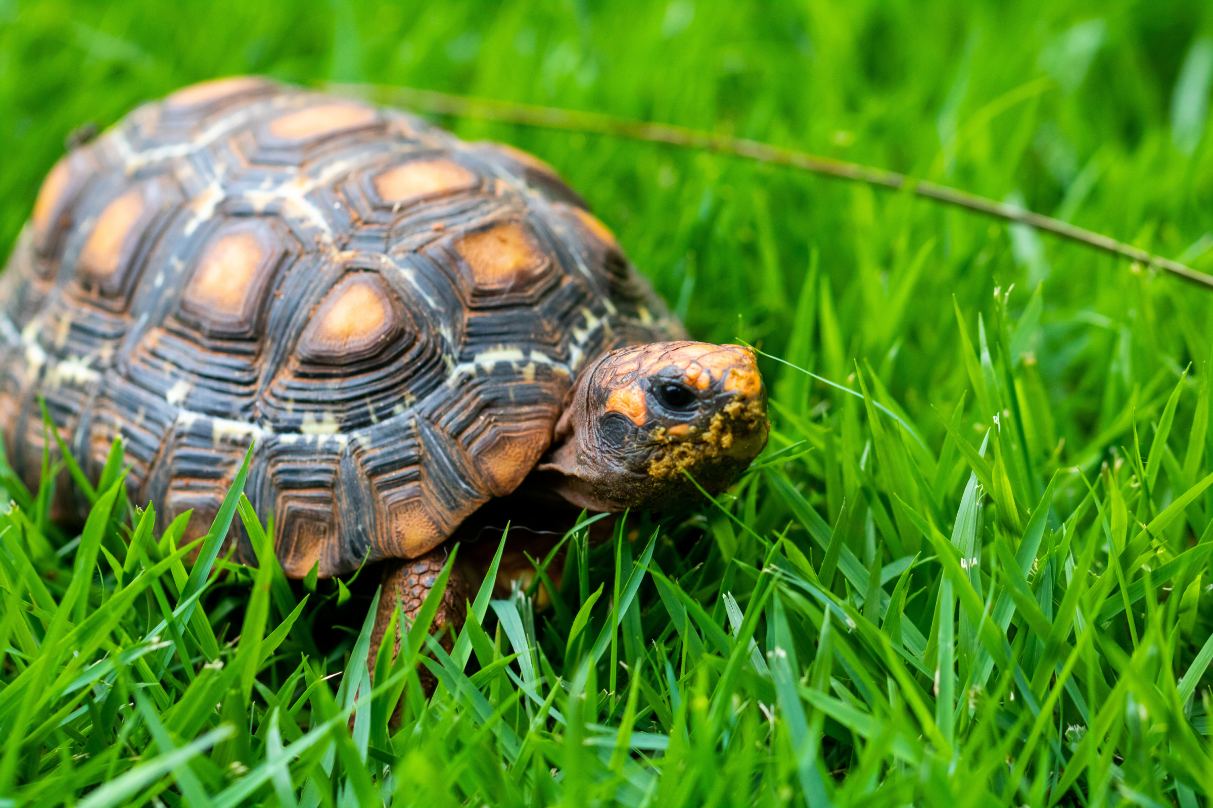Shell-Shocked? Oregon Health Authority Advisory Member Claims Turtle Pronouns
