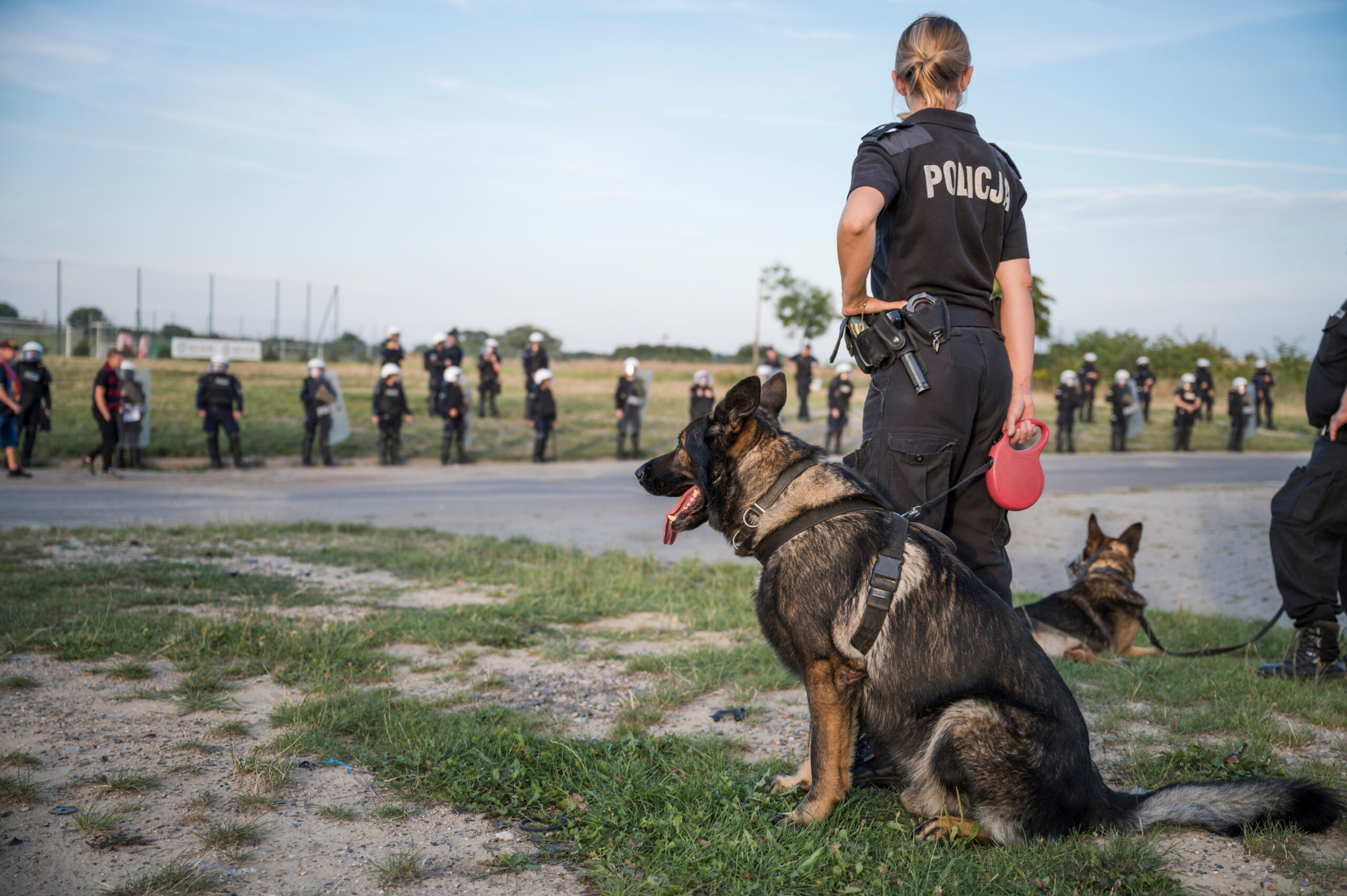 Illinois Legislation to Strengthen Protections for Working K9s Image