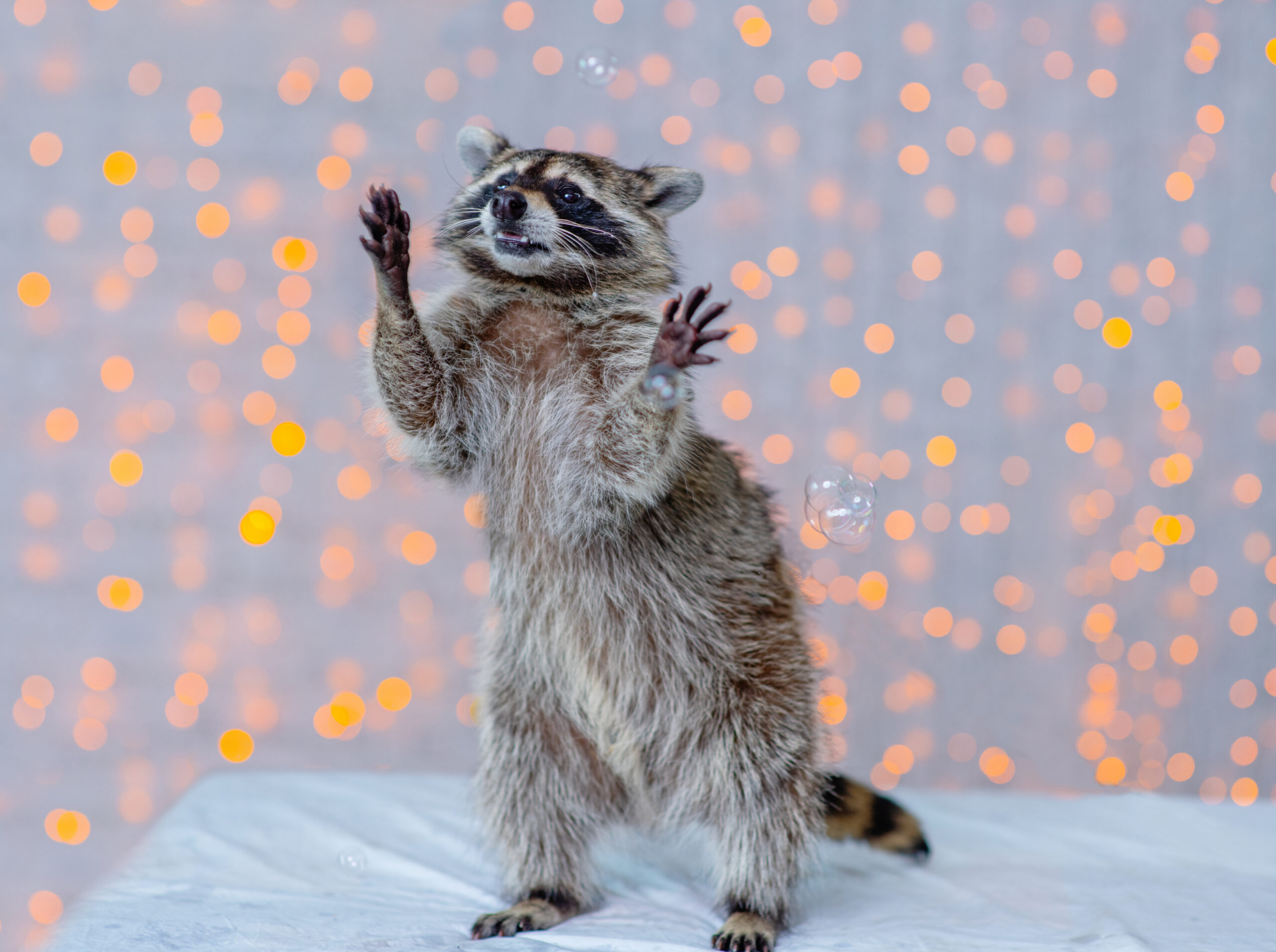 Bless Your Headlines, America: The Raccoon Who Just Couldn’t Quit the Pipe Image
