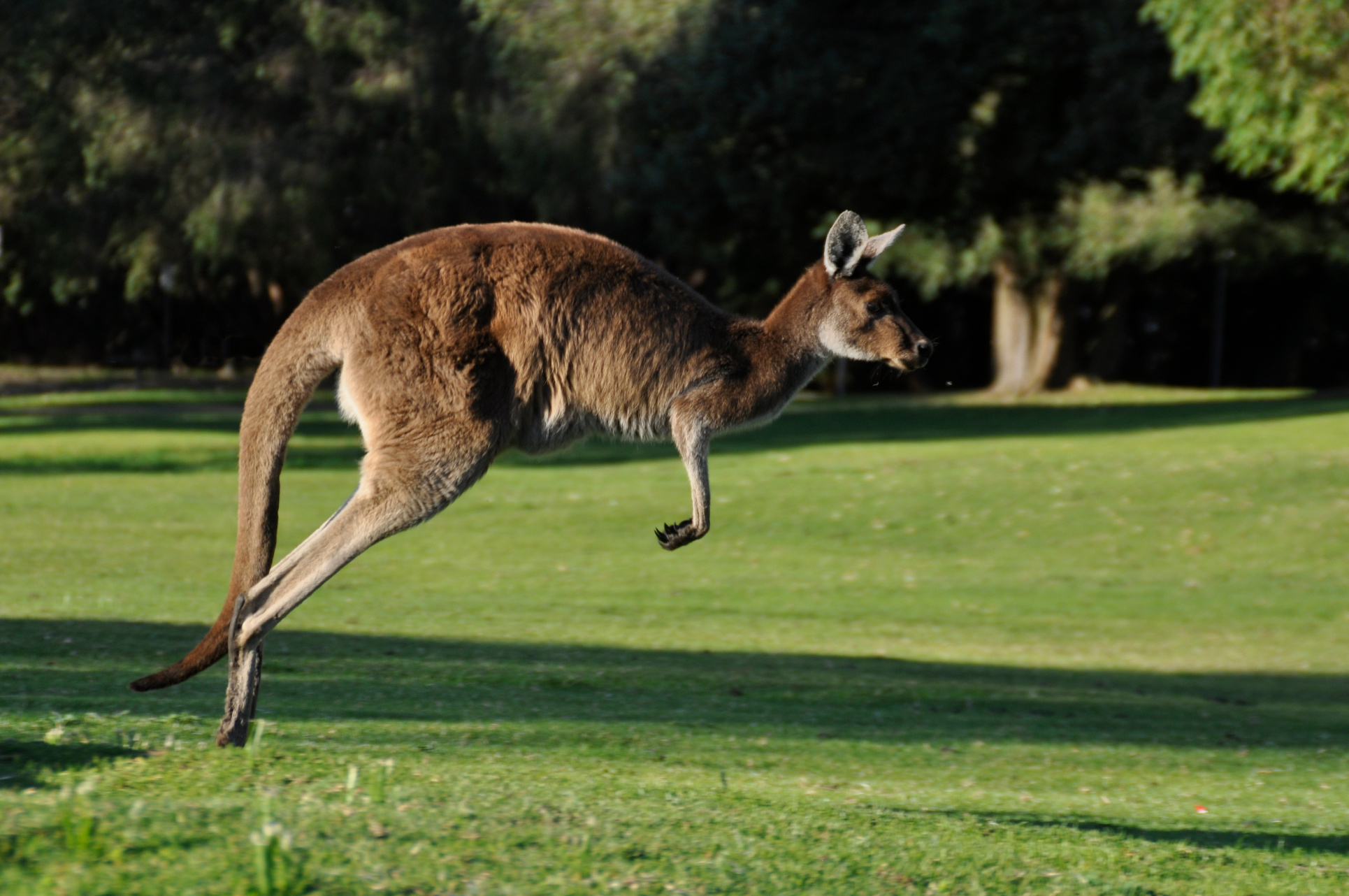 Bless Your Headlines, America: Sheila the Runaway Kangaroo Shuts Down Alabama Interstate—And There’s a Life Lesson in There Somewhere Image