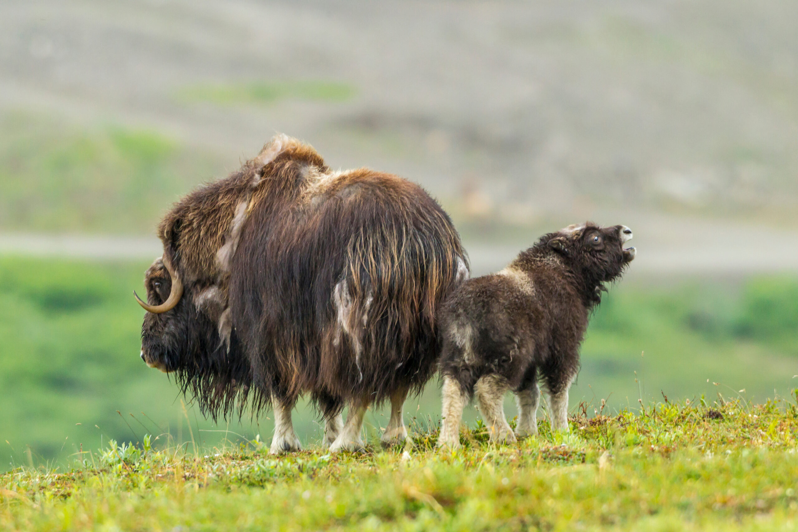 Mother’s Day with Ice Age Survivors: Meet Musk Oxen and Adorable Calves in Alaska