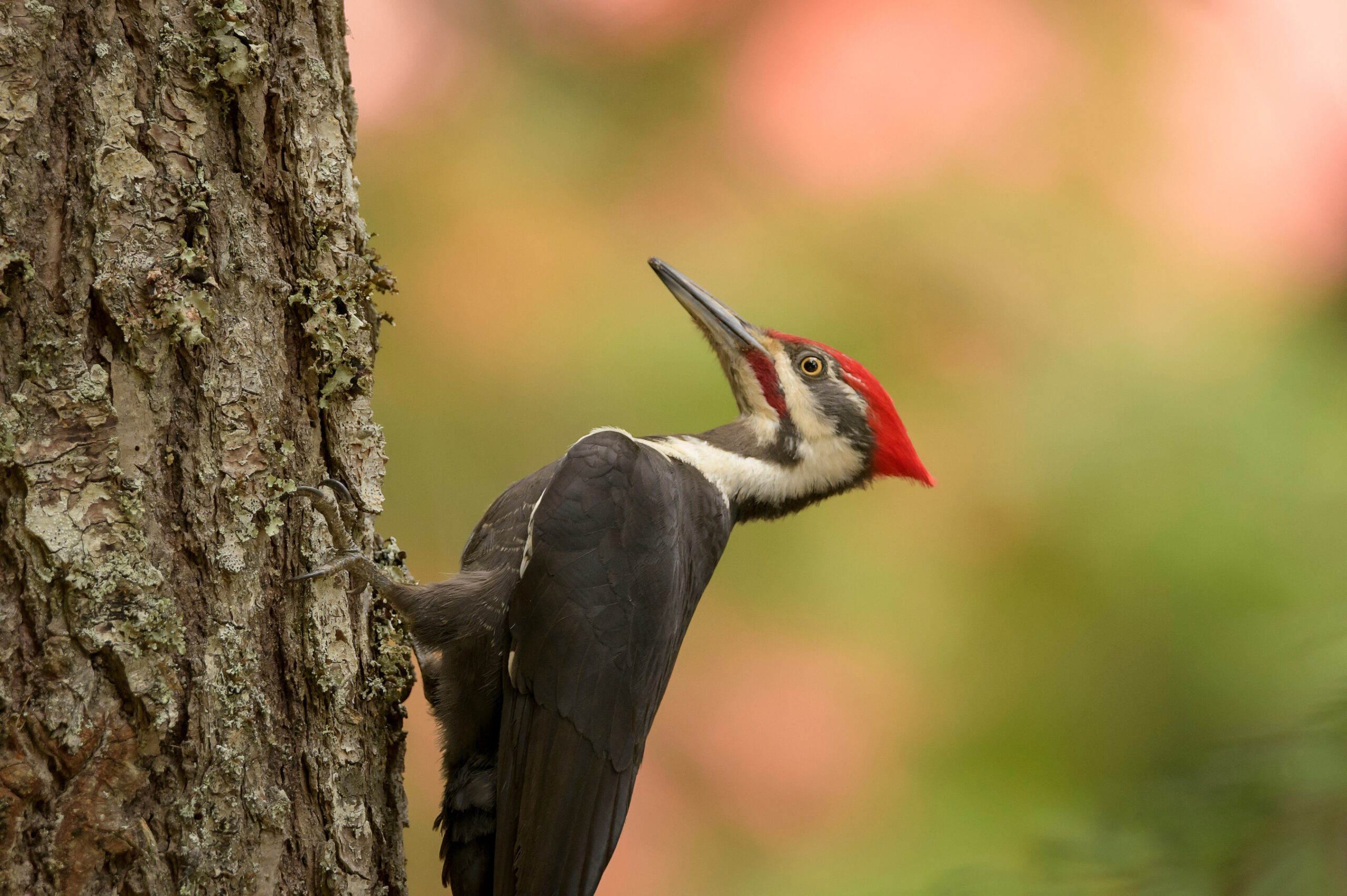 Massachusetts Town Under Siege by Woodpecker: Bless Your Headlines, America Image