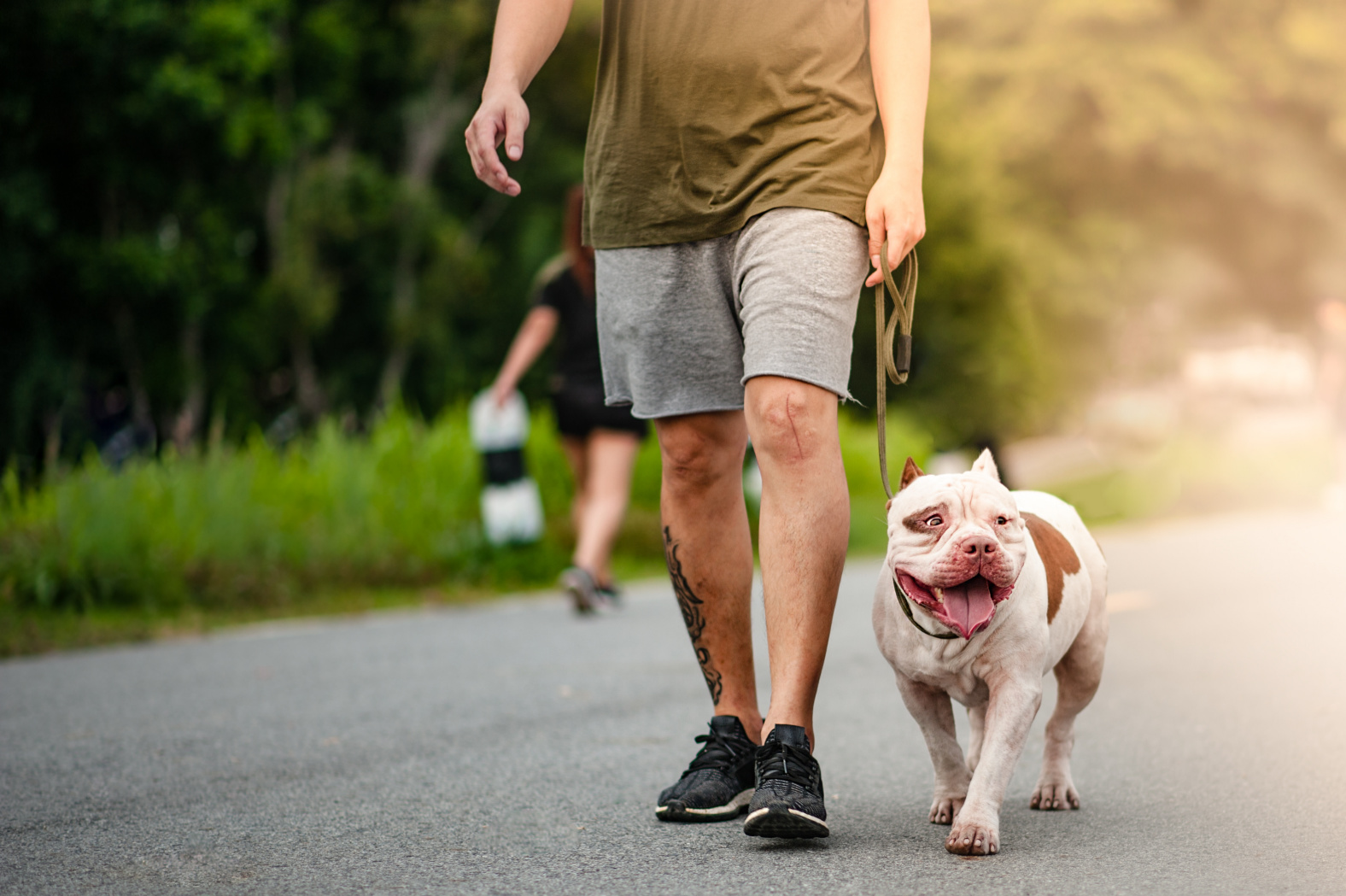 Leash Drama? How to Help Your Dog Feel Safe (And Actually Enjoy the Walk) Image