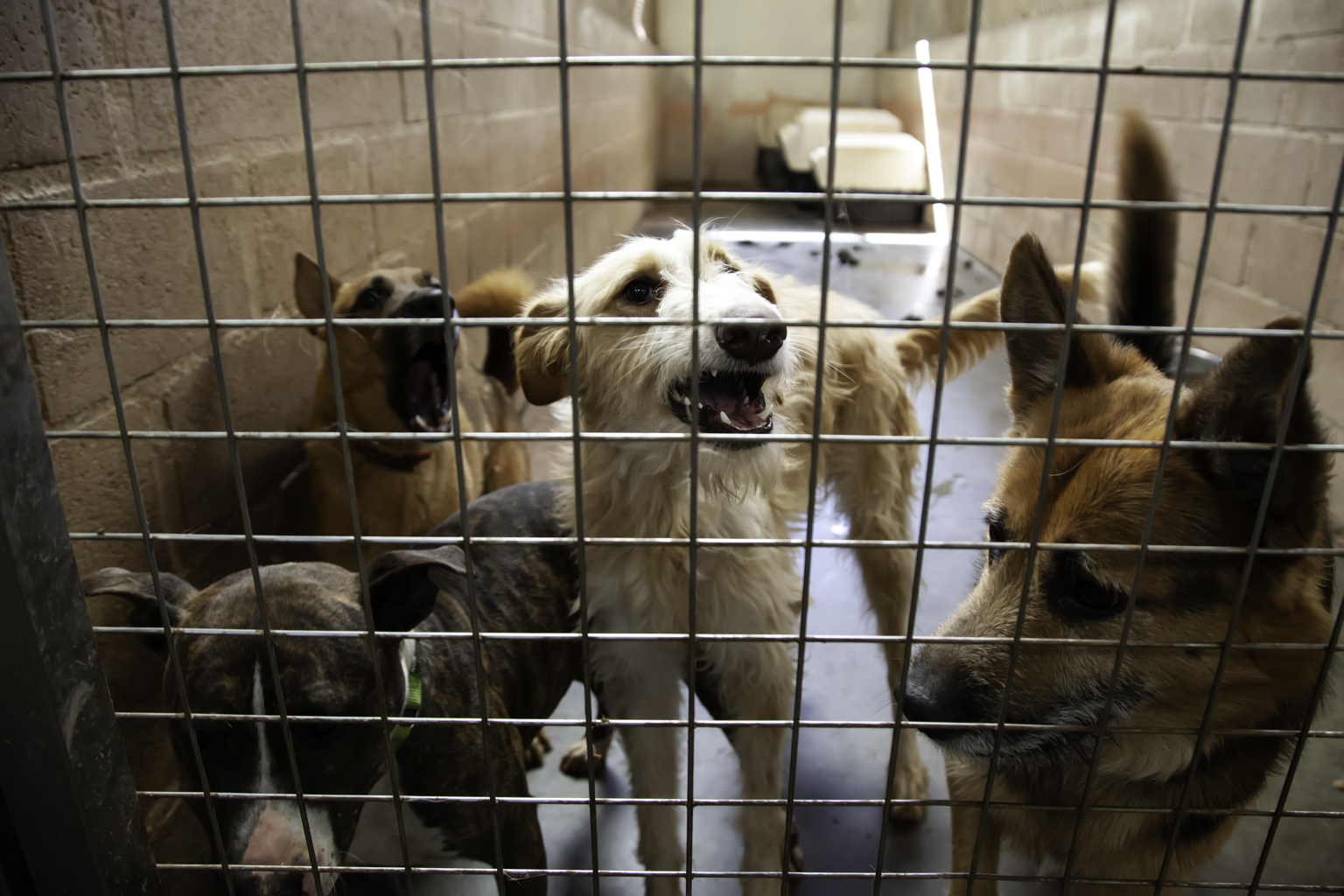 Rescue Dogs Take Time: Why the 3-3-3 Rule Matters More Than You Think Image