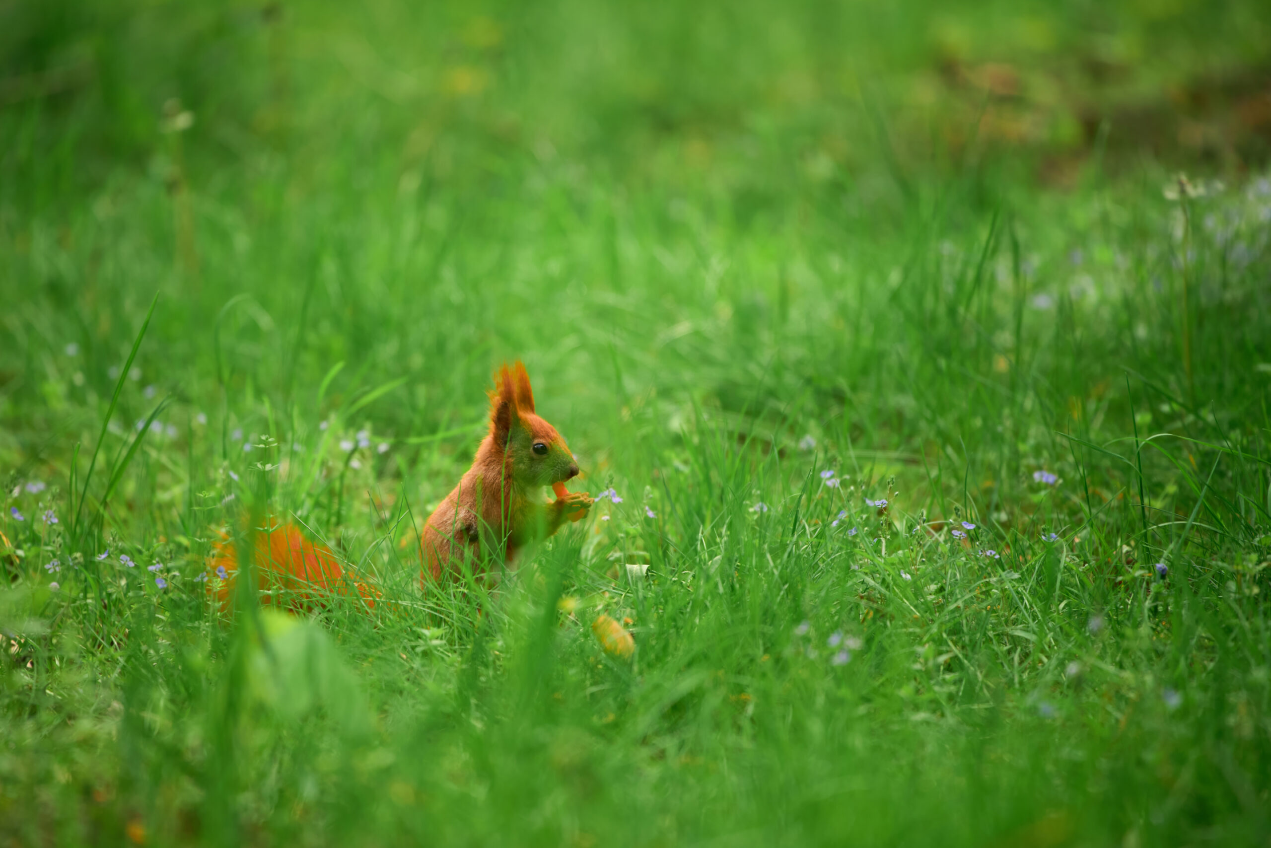 “Very Mean Squirrel” Sends Residents to ER in San Rafael Image