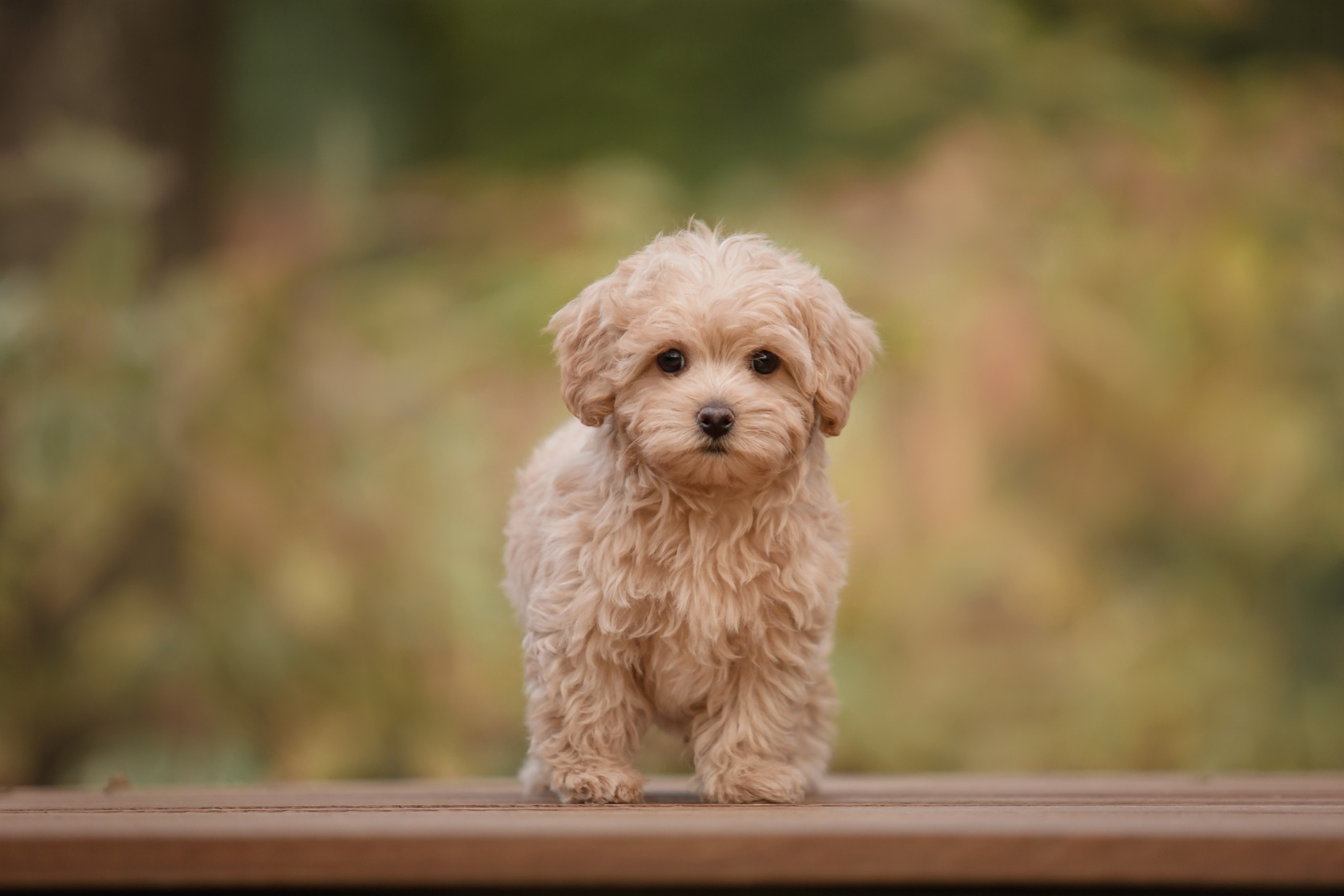 Puppy 101: Expert Training Tips for a Smooth Transition Image