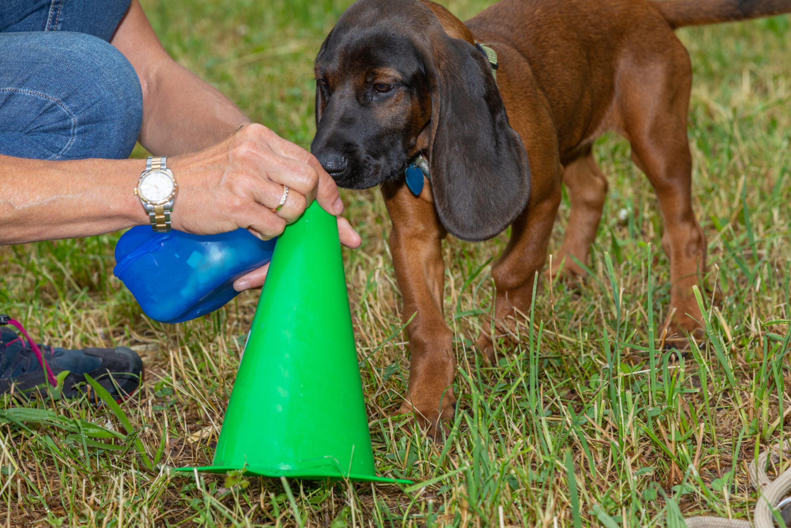 Why Dogs Sniff: The Nose Knows More Than You Think Image