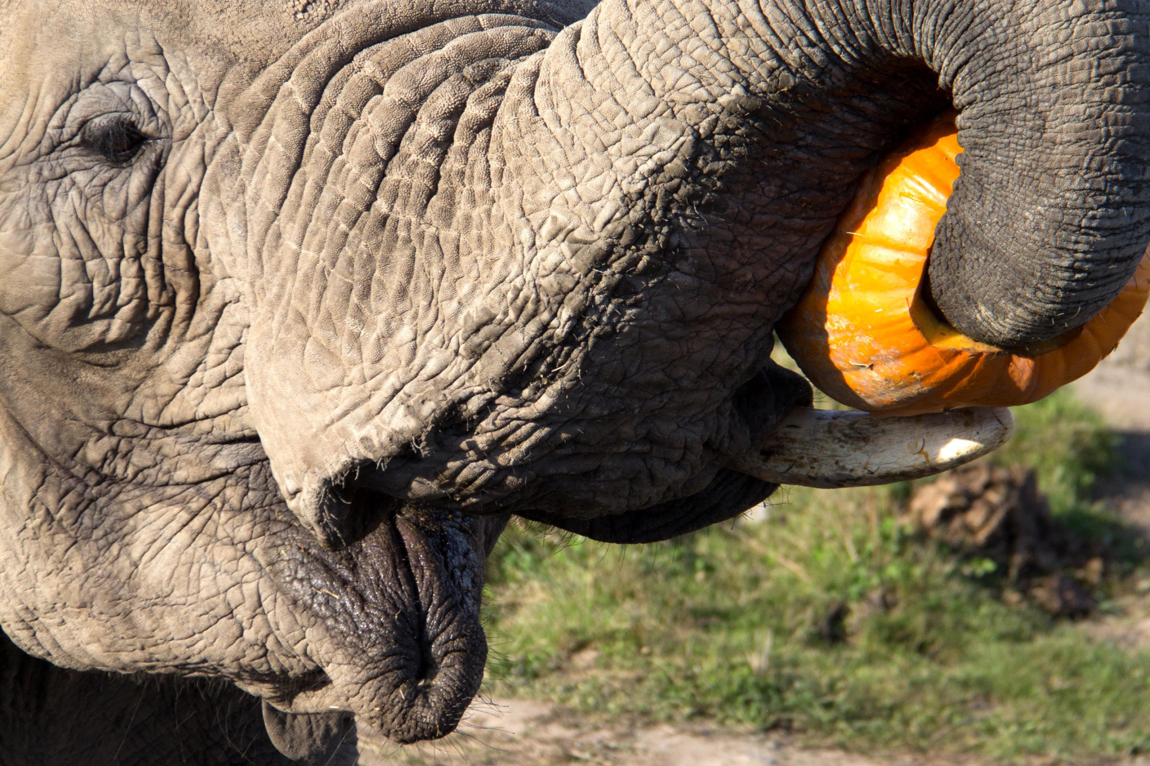 Bless Your Headlines: The Elephant Who Just Wanted to Play Ball Image