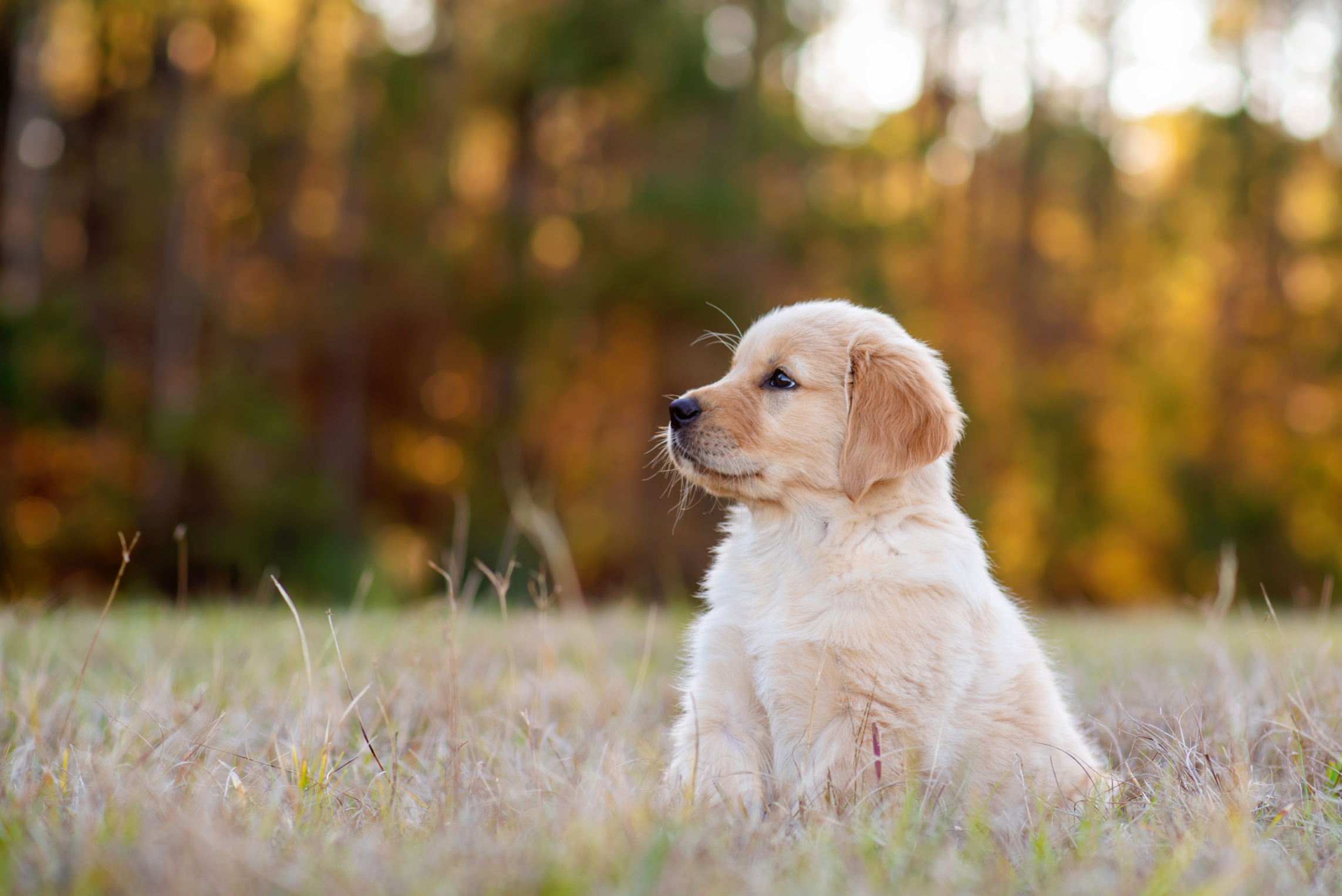 The DO’s and DONT’s of Puppy Ownership Image
