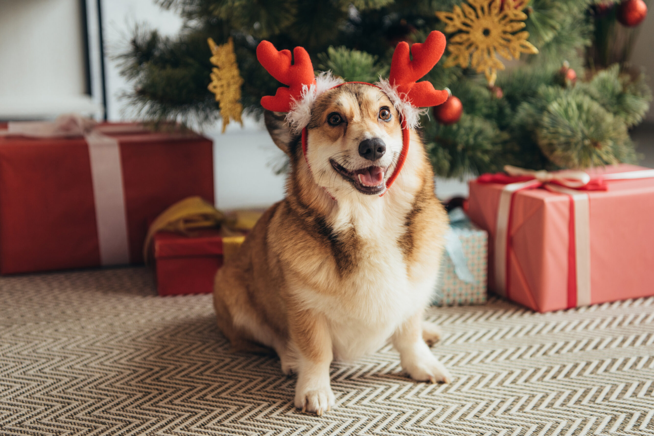 Holiday Dog Safety Tips Image