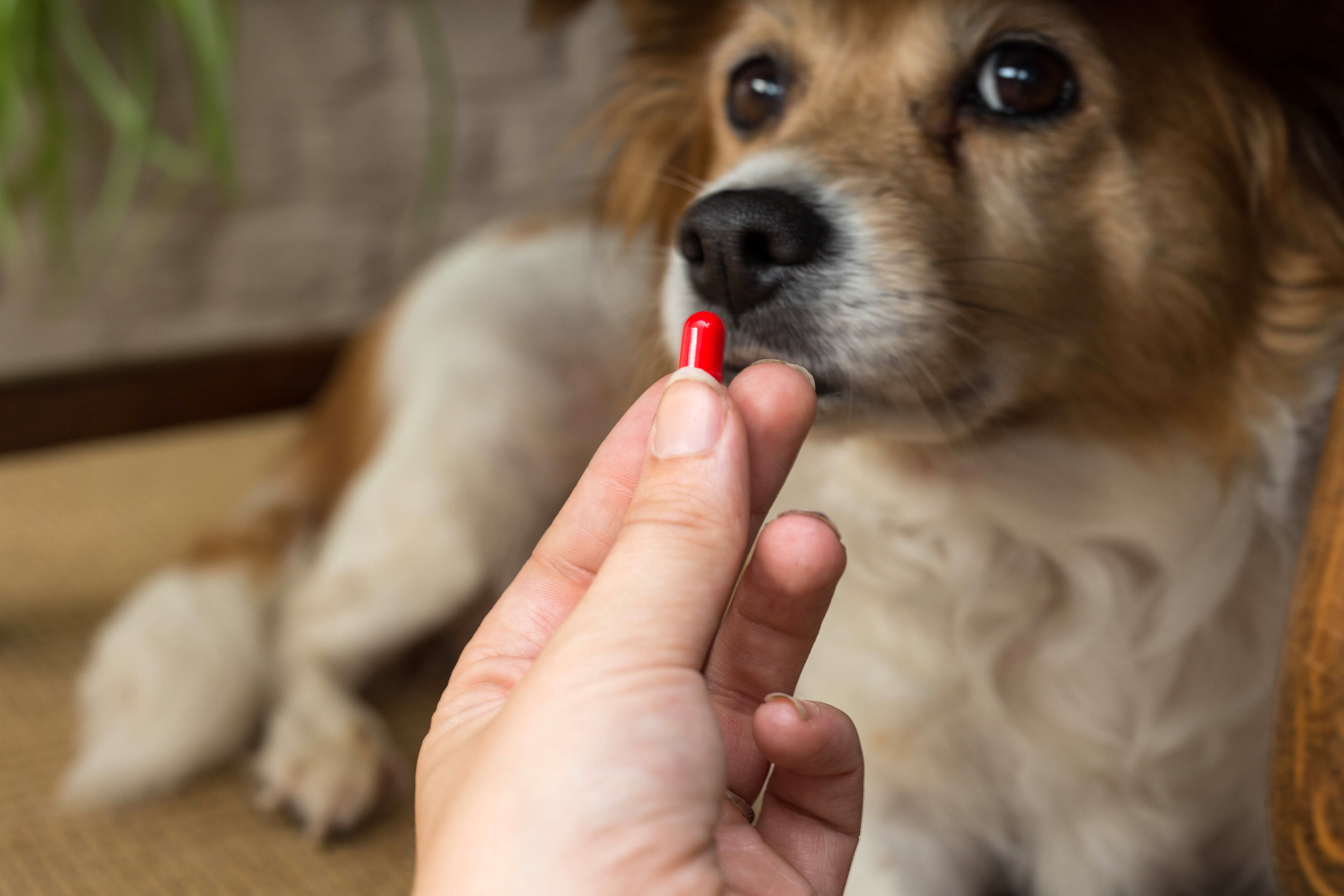 Patience Over Pills: Rethinking Medication in Dog Training Image