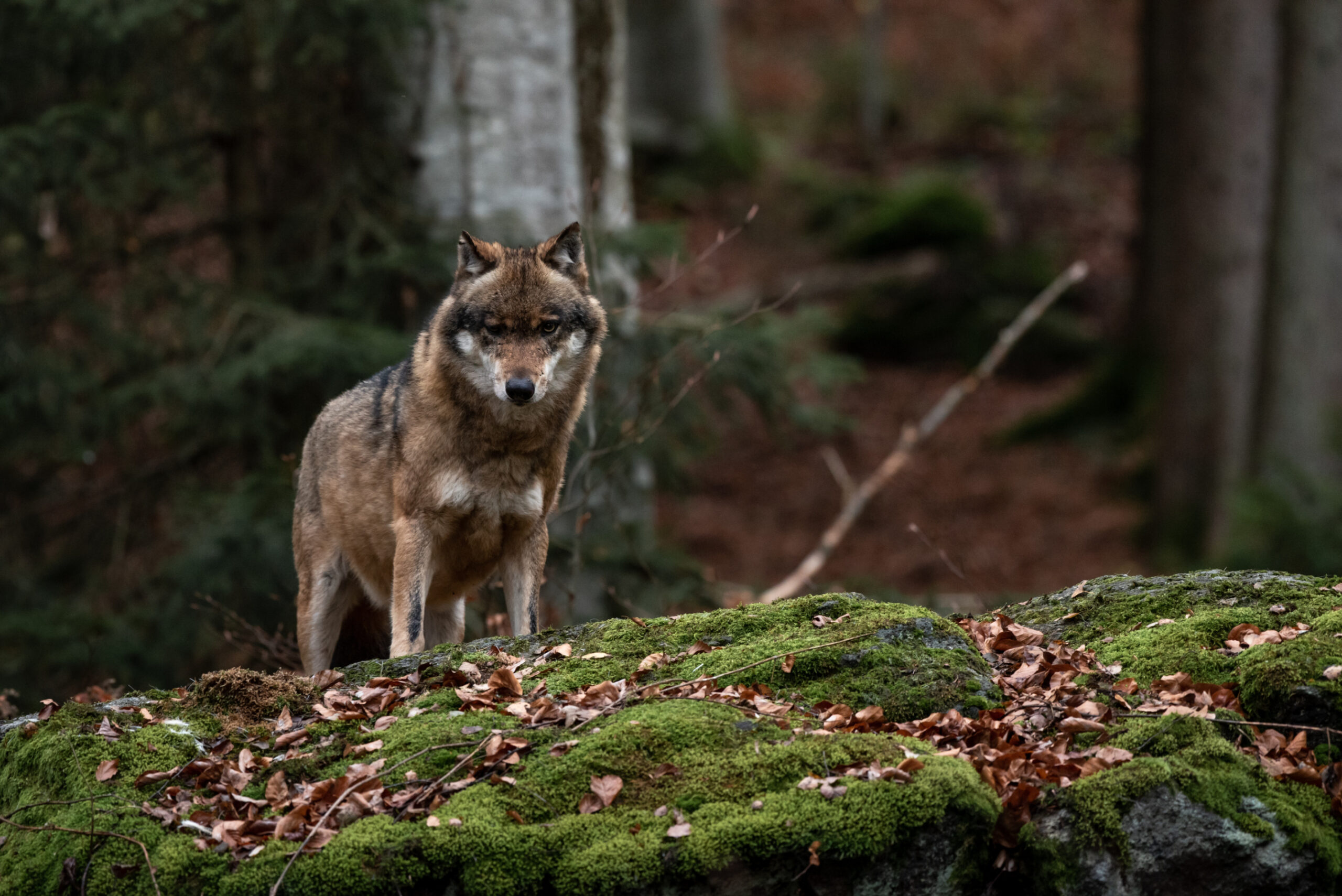 New Push in Wisconsin to Set Wolf Population Target and Update Dog Regulations Image