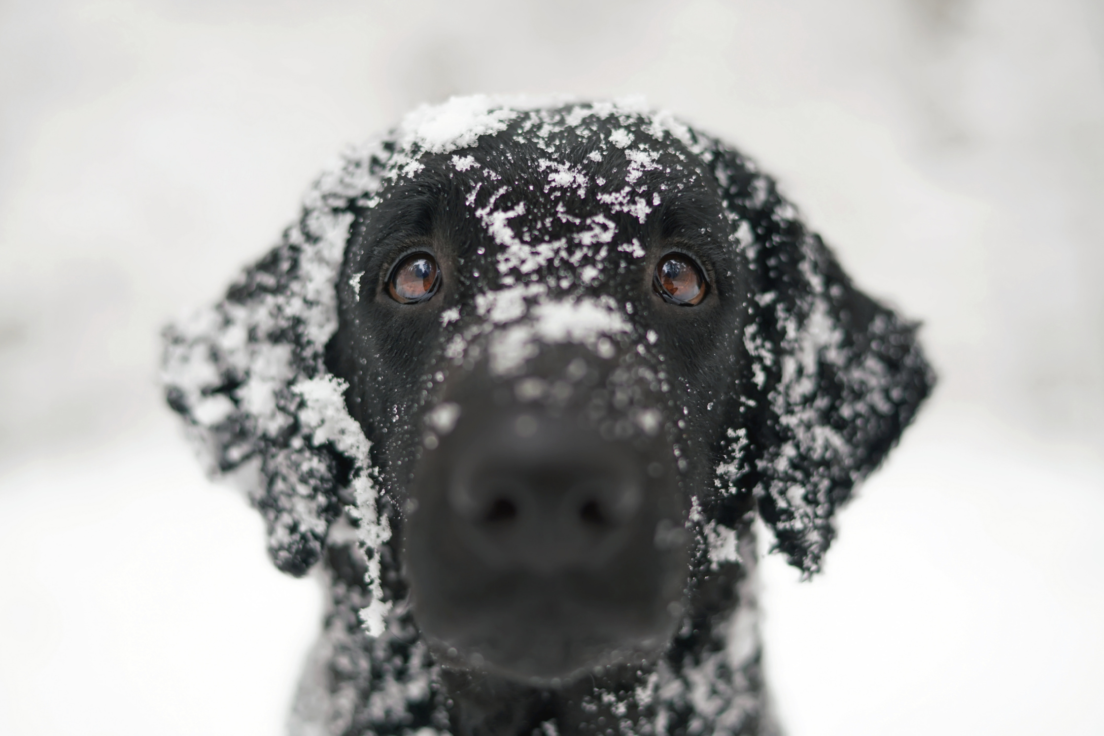 Lost Puppy Found by Drone in Freezing Cold