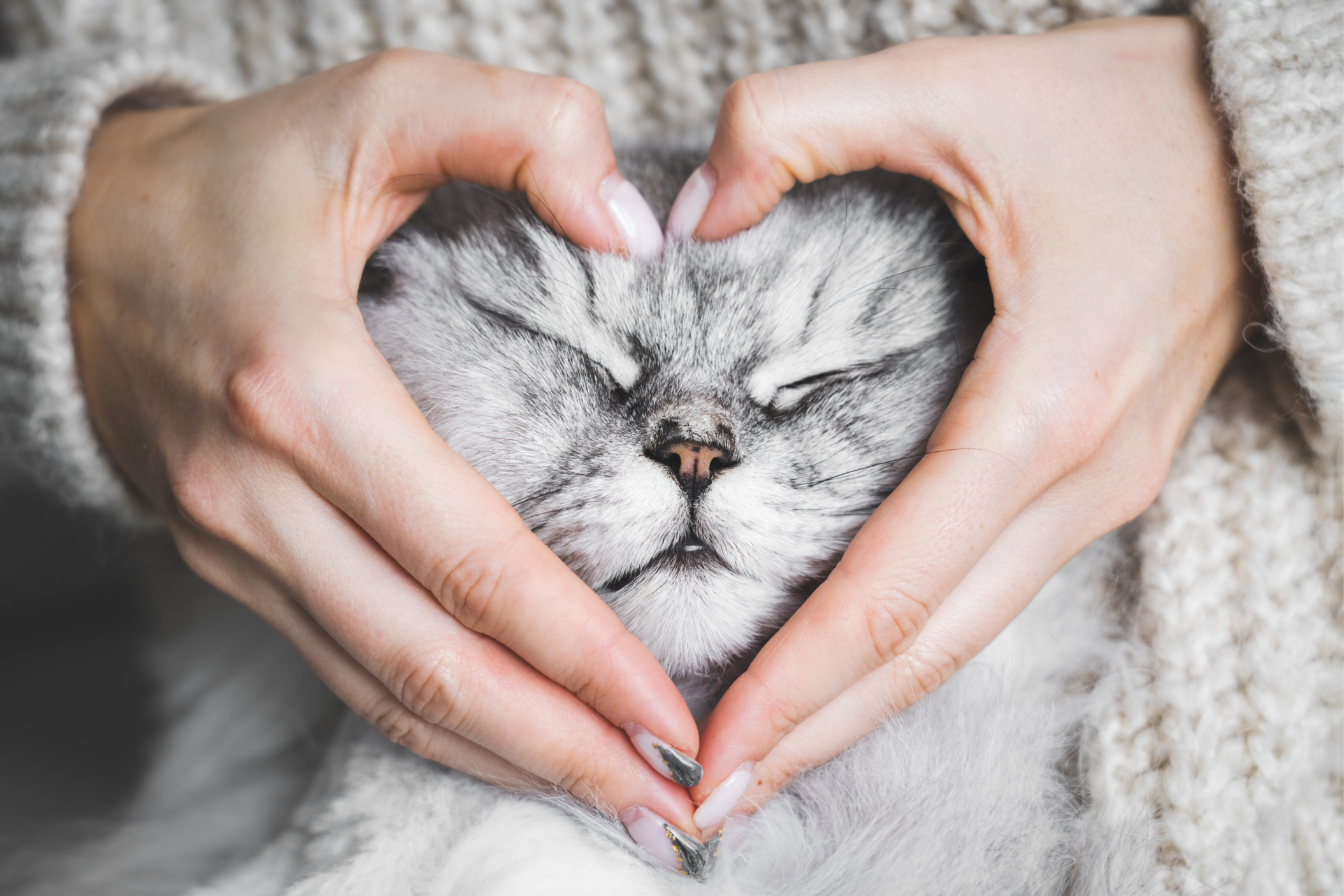 Pennsylvania Advances Bill Creating Pet Custody Arrangements