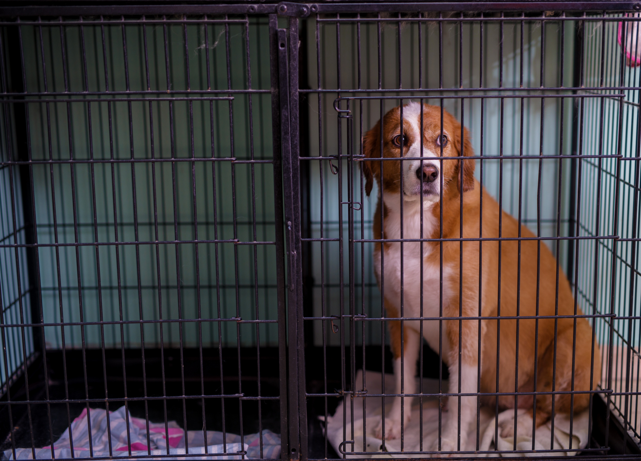 Six Dogs Rescued From Freezing Conditions in Ohio