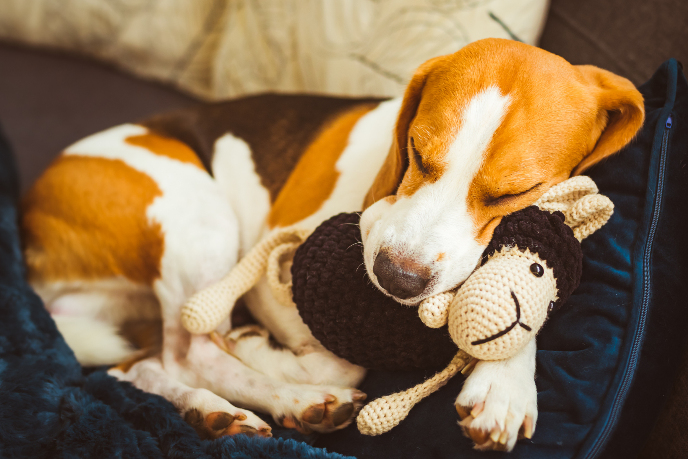 Dog Goes Viral for Waiting Patiently to Be Tucked In for a Nap