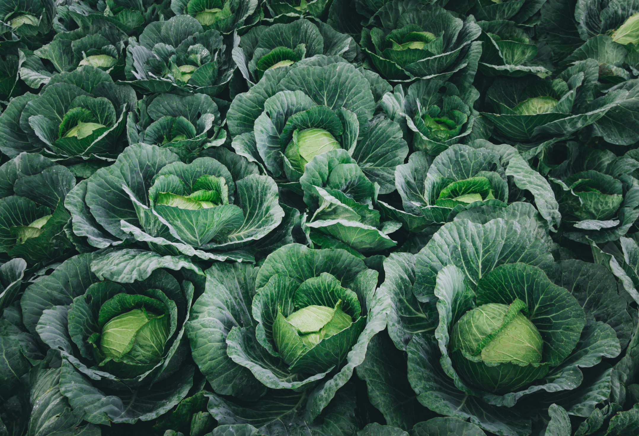 Cabbage’s Unexpected Comeback