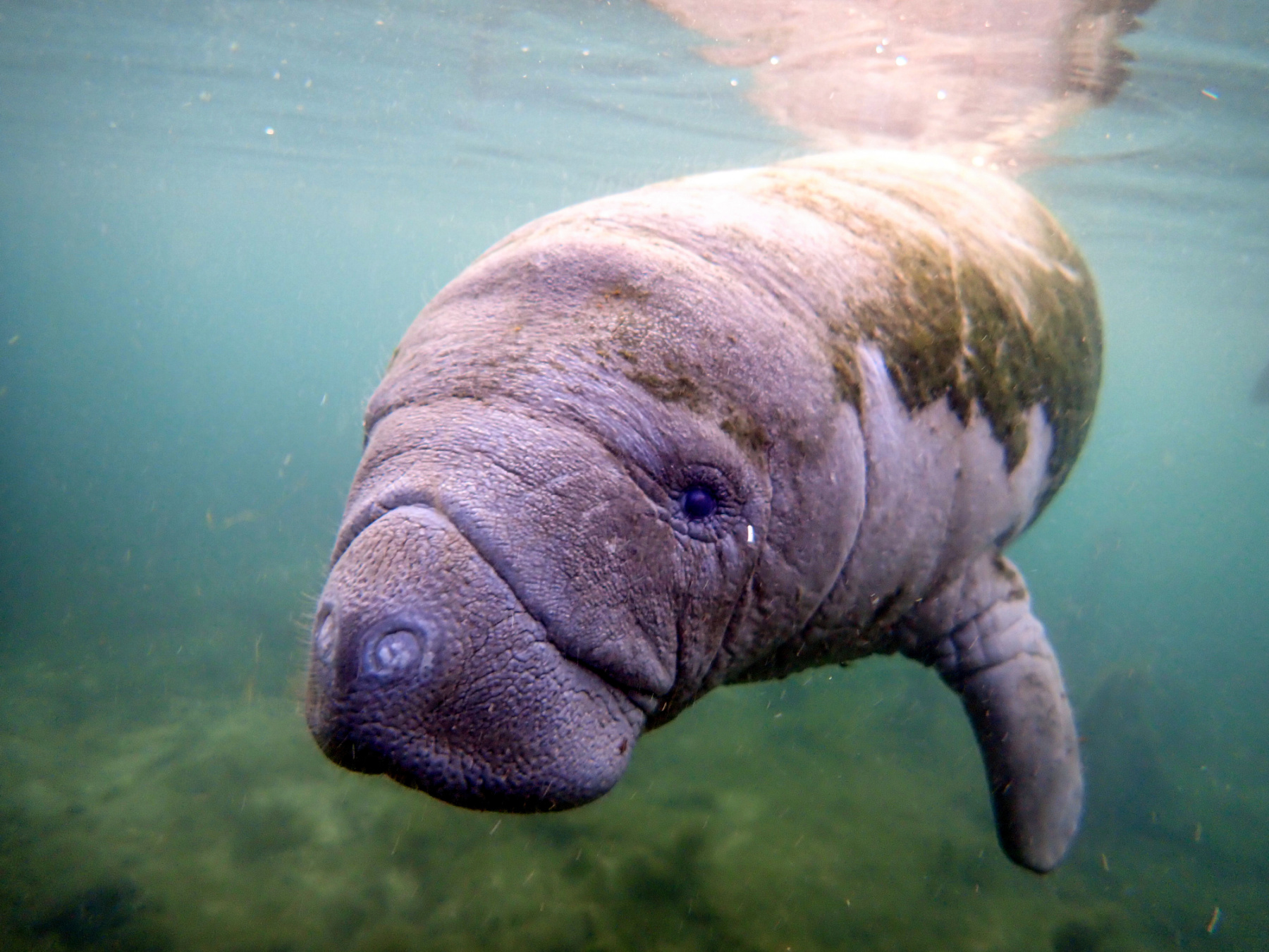 ZooTampa Sets Record by Releasing 26 Rehabilitated Manatees