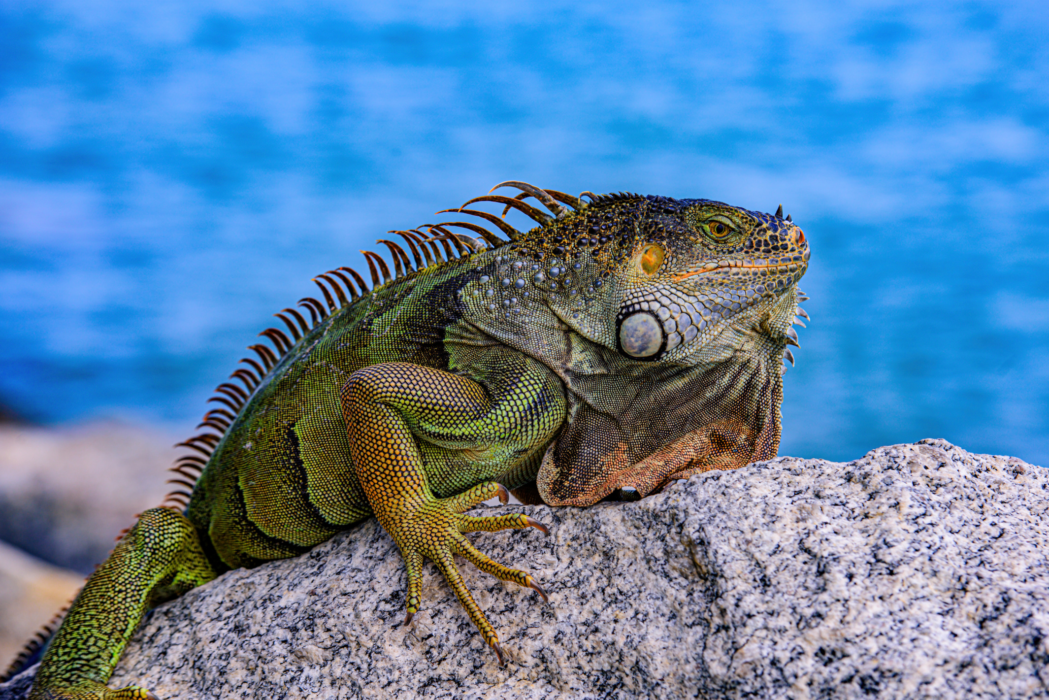 When Iguanas Fall from Trees, Florida Makes Tacos Image