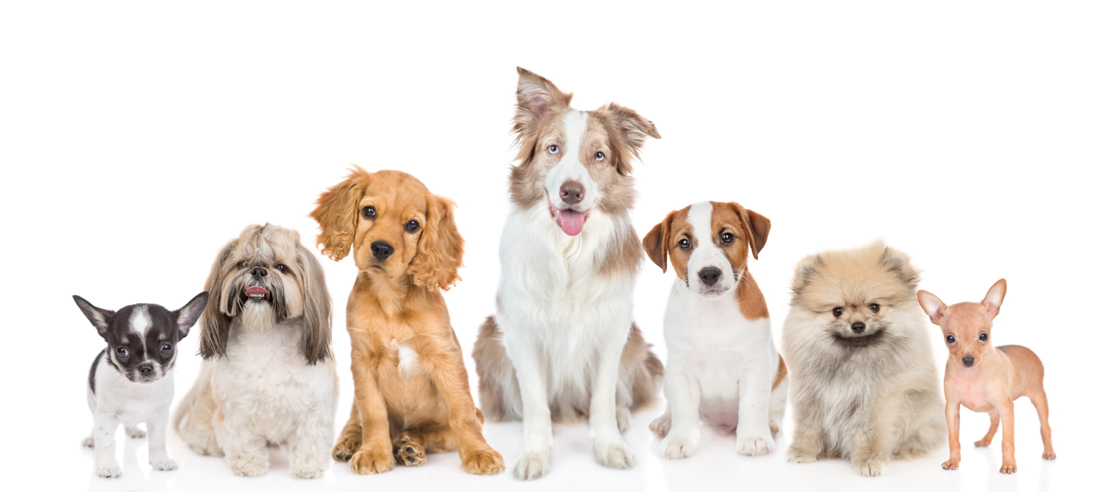 Puppy Bowl Proves Adoption Is the Real Win