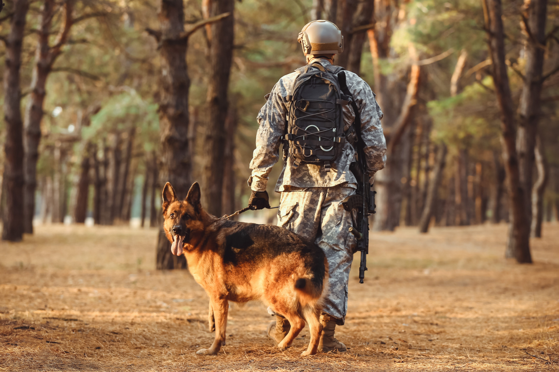 A Better Home for Military Working Dogs